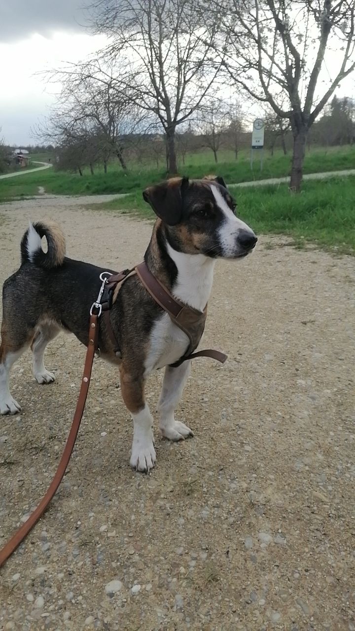 Richie - Karl-Holzer-Straße, Landshut