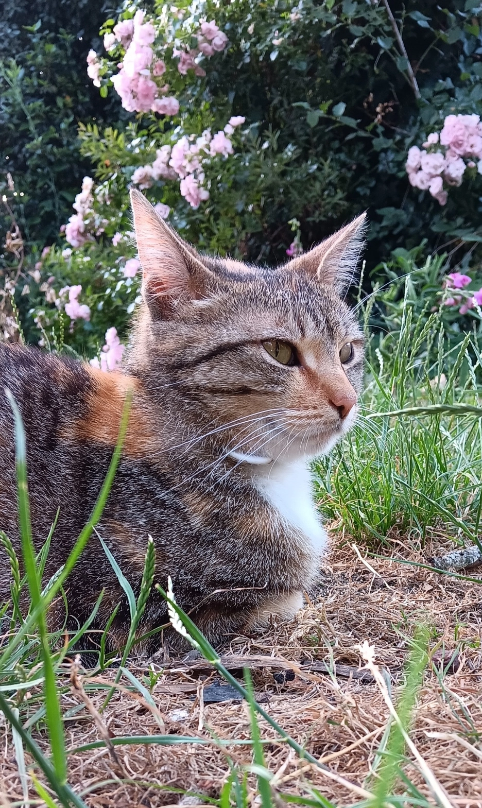 Gavotte - Rue De La Mairie, Jarzé