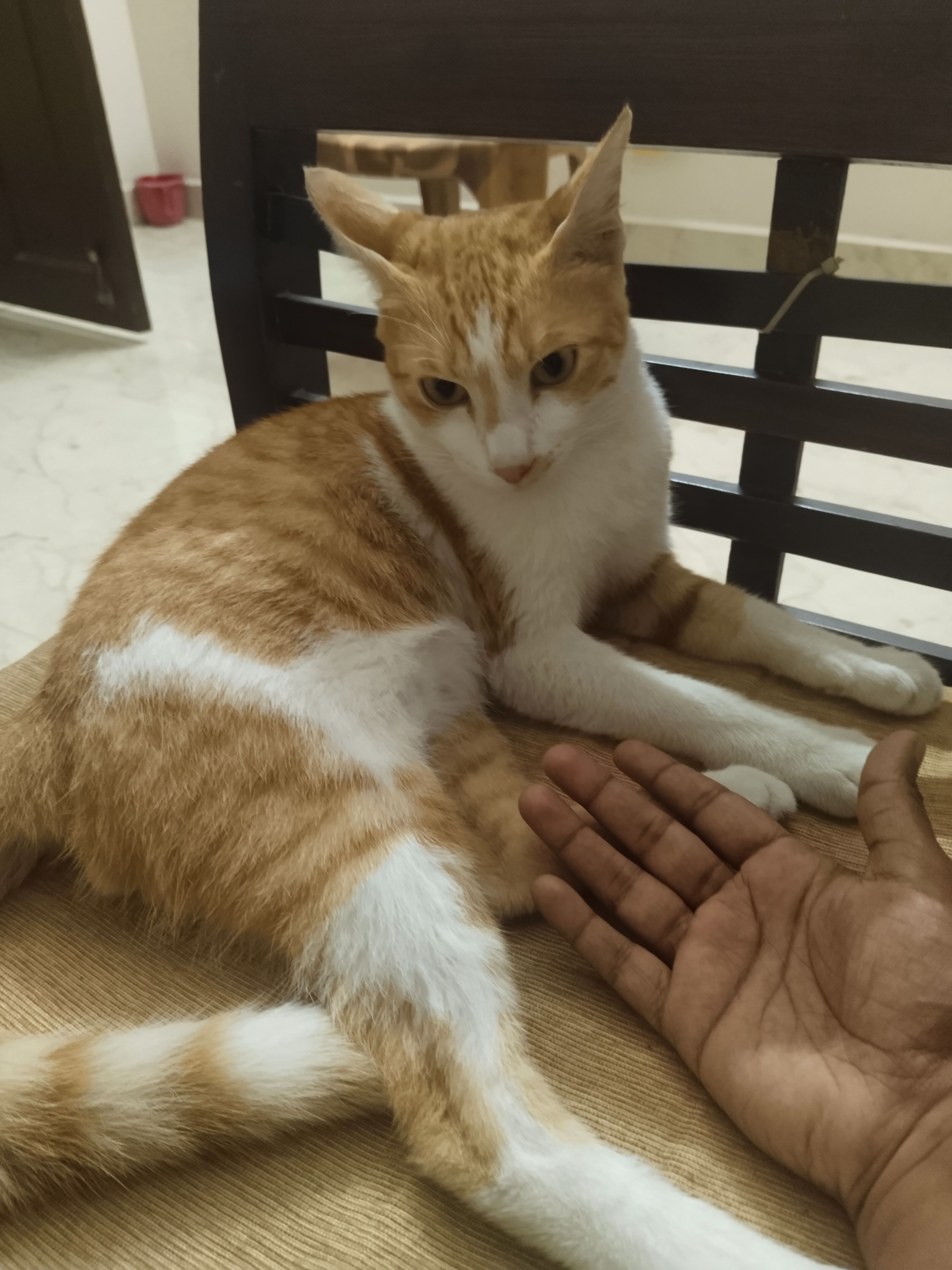 Minnu  - Door no 11/485, EVP Prabhu avenue 3 Main road, Post, Chinna Kolathuvancherl, Paraniputhur, Iyyappanthangal, Chennai 