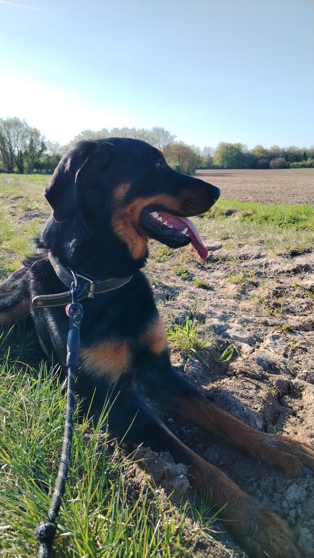 Valko  - Rue Gambetta, La Guerche-sur-l'Aubois