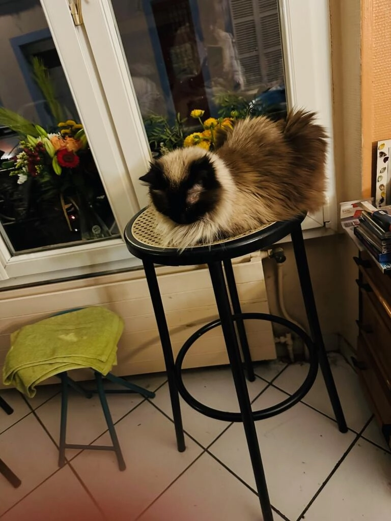 Choupinette - Rue de Strasbourg, Reims