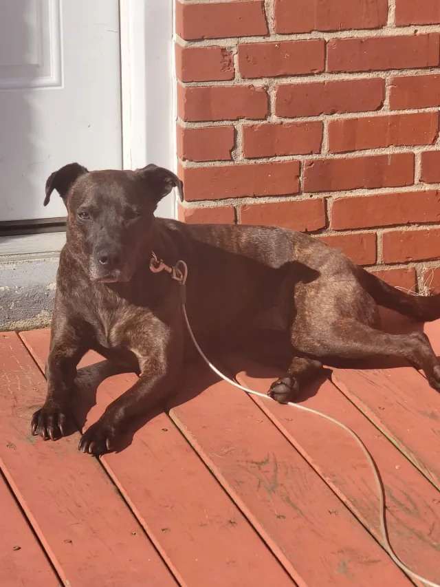 Sadie - Glenarm Ave, Baltimore