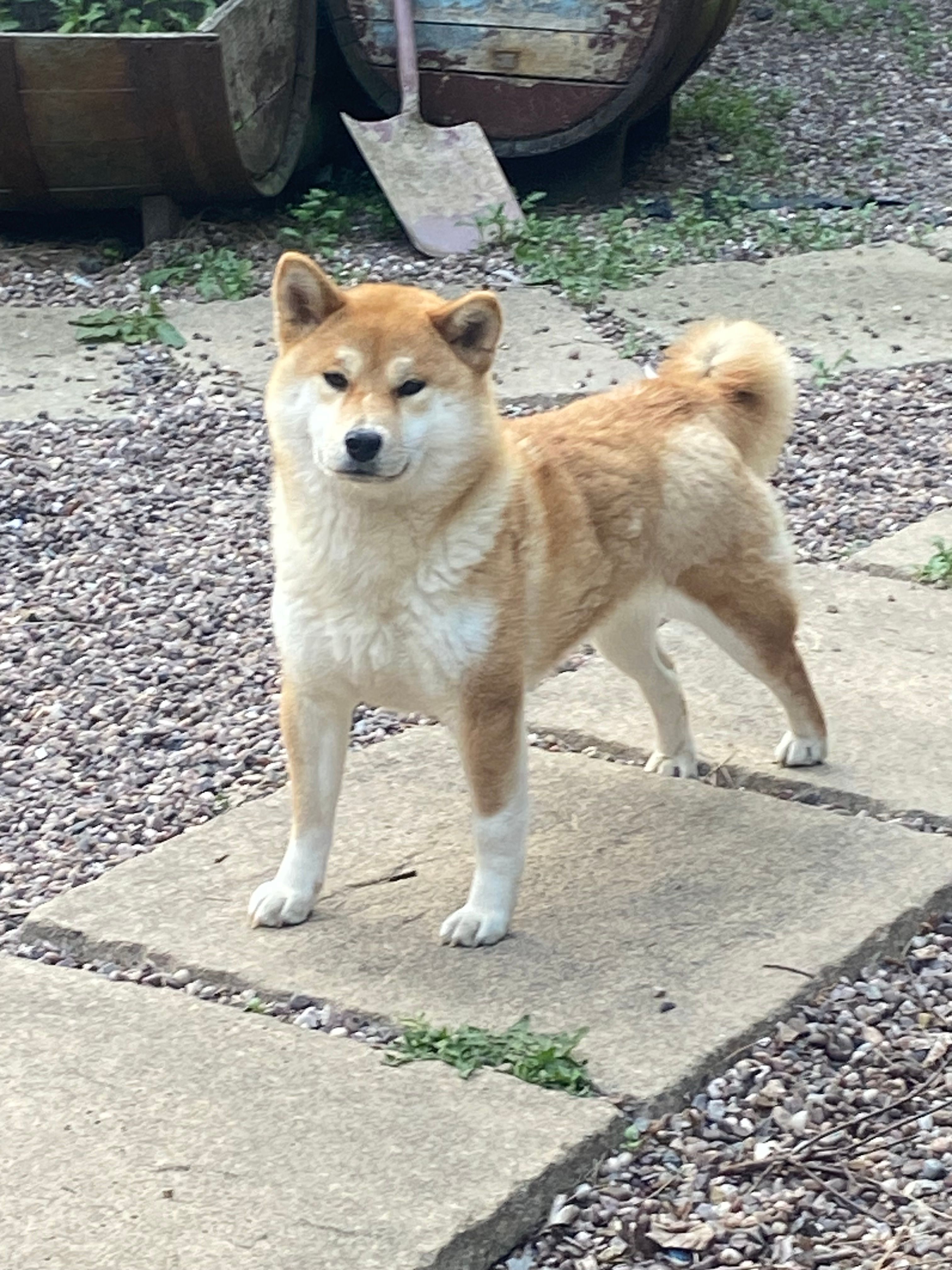 Fuji - Kenilworth Road, Coventry
