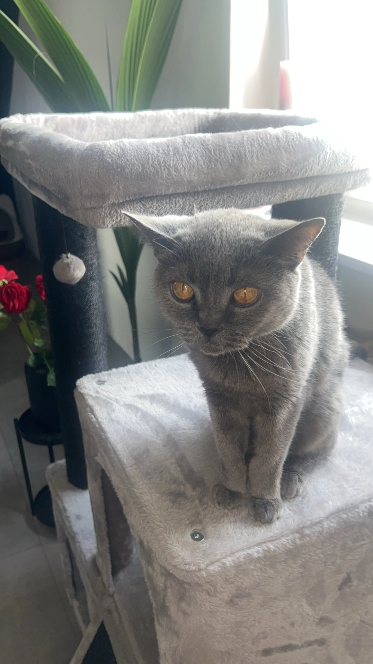 Kitty - Kronberger Straße, Mannheim