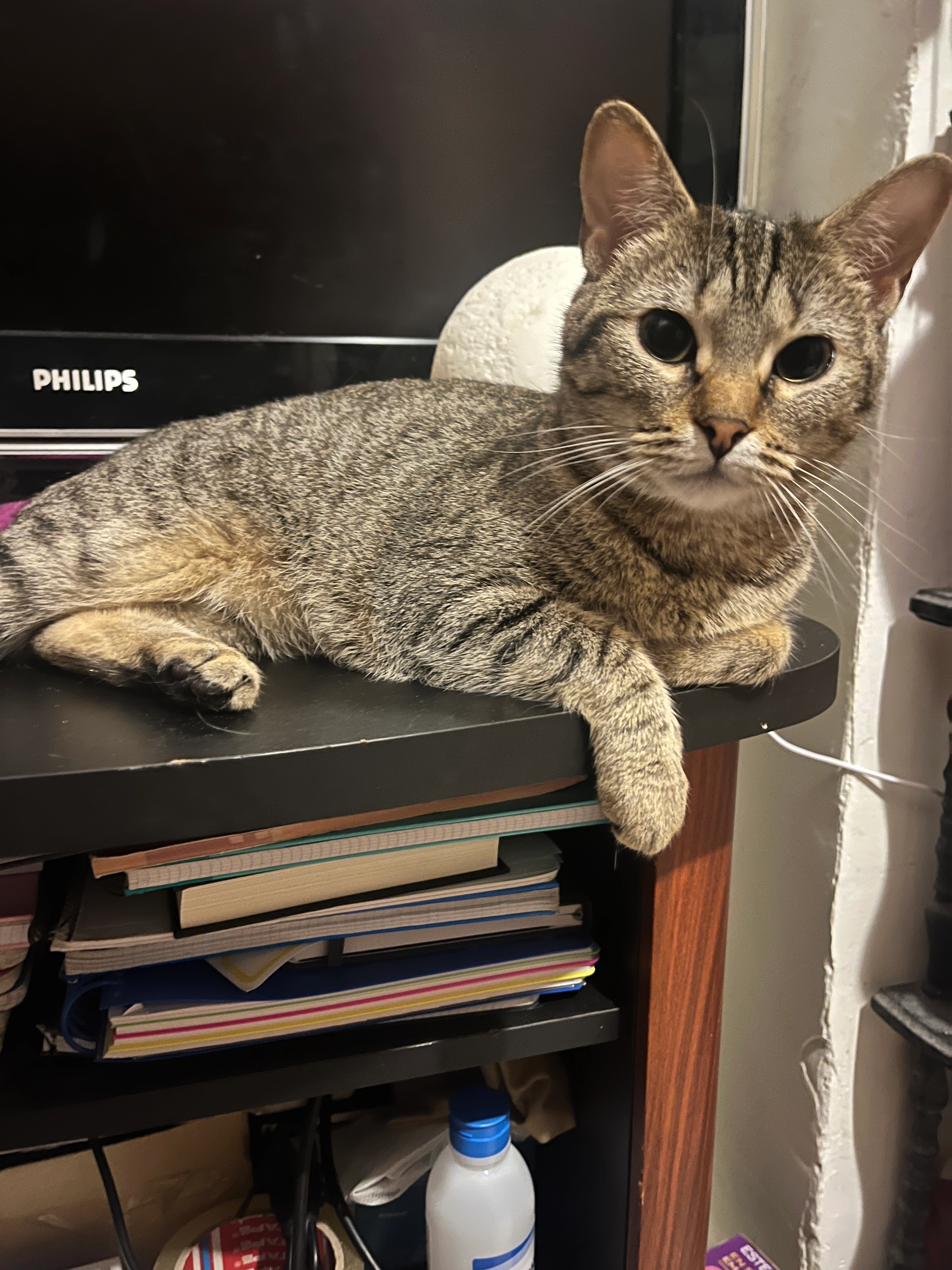 Coco - Calle De Ascao, Madrid