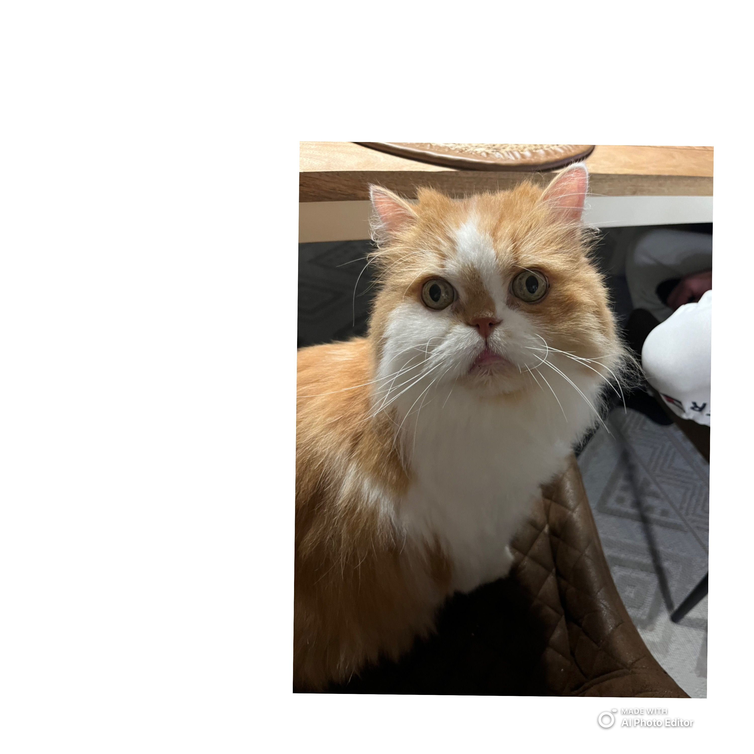 Sammy - Habsburgstraße, Langenenslingen