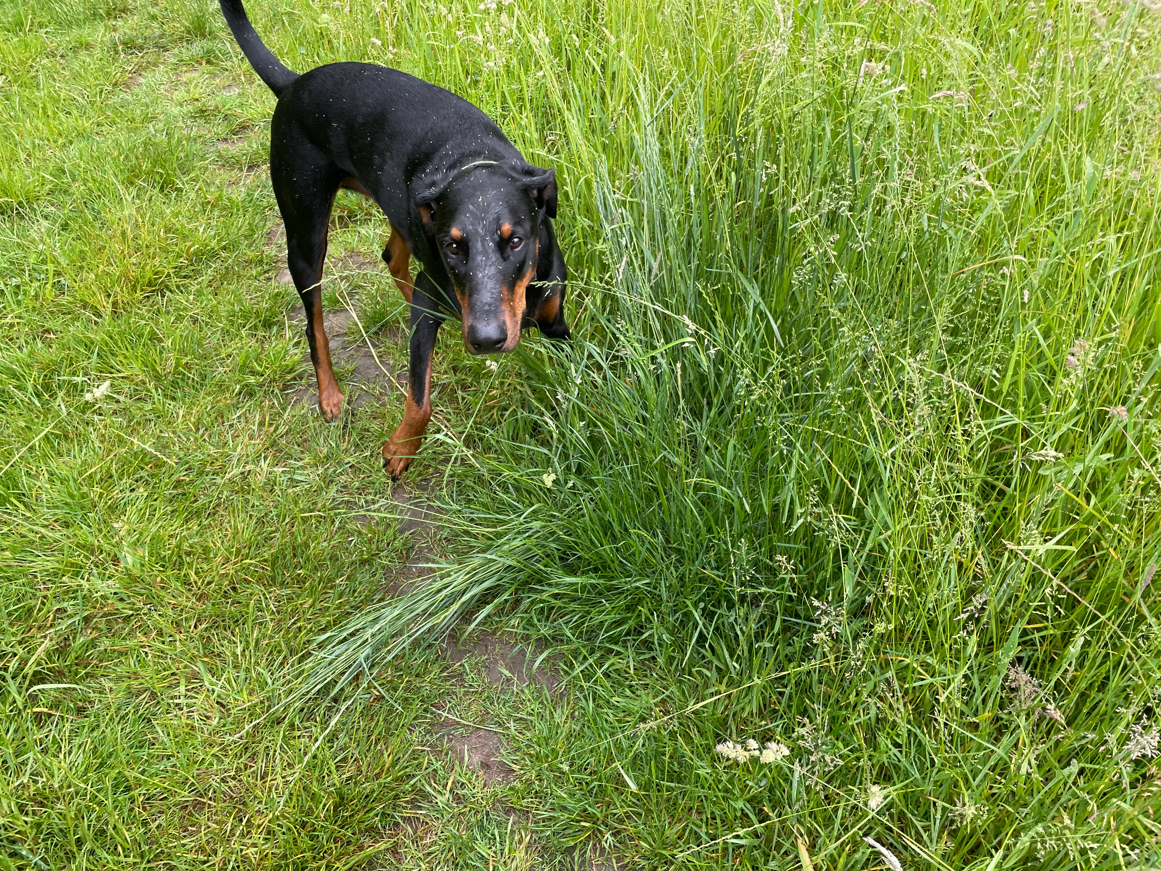 Oliver - Am Blumenkamp, Bochum