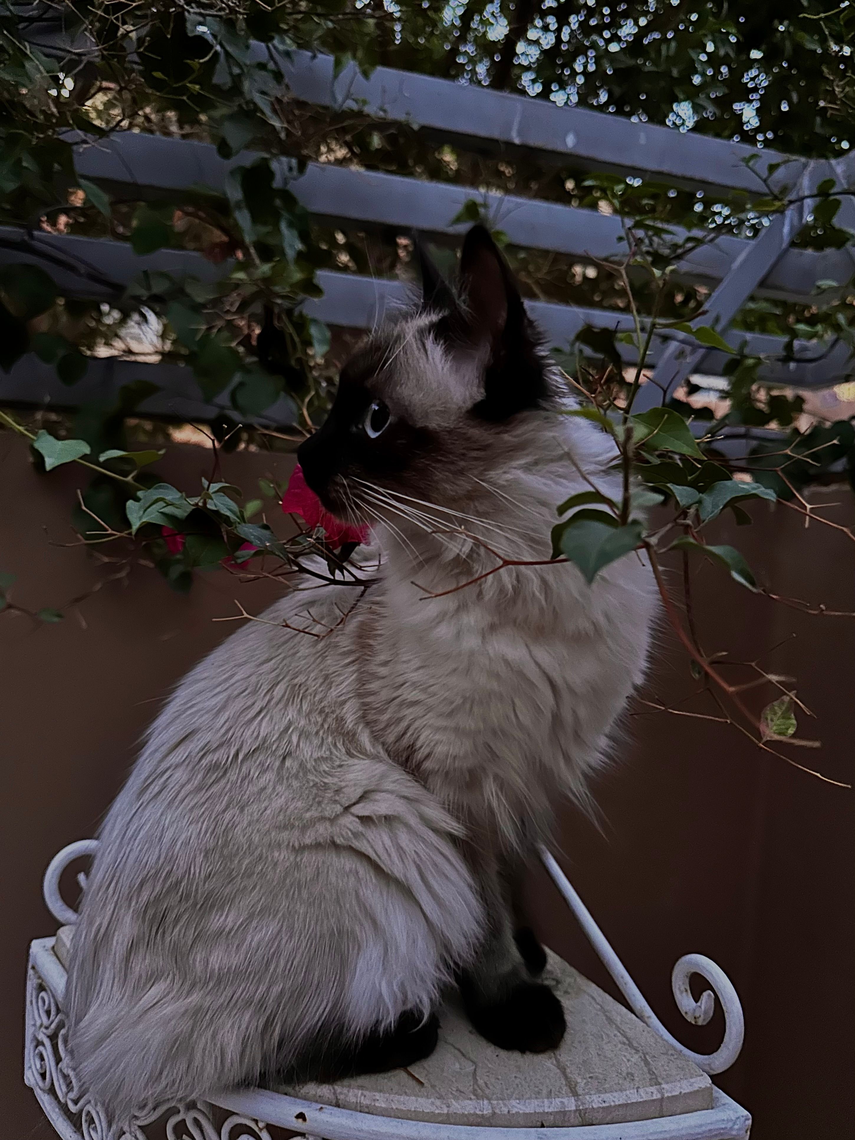 Chwikok - 40, Marrakesh