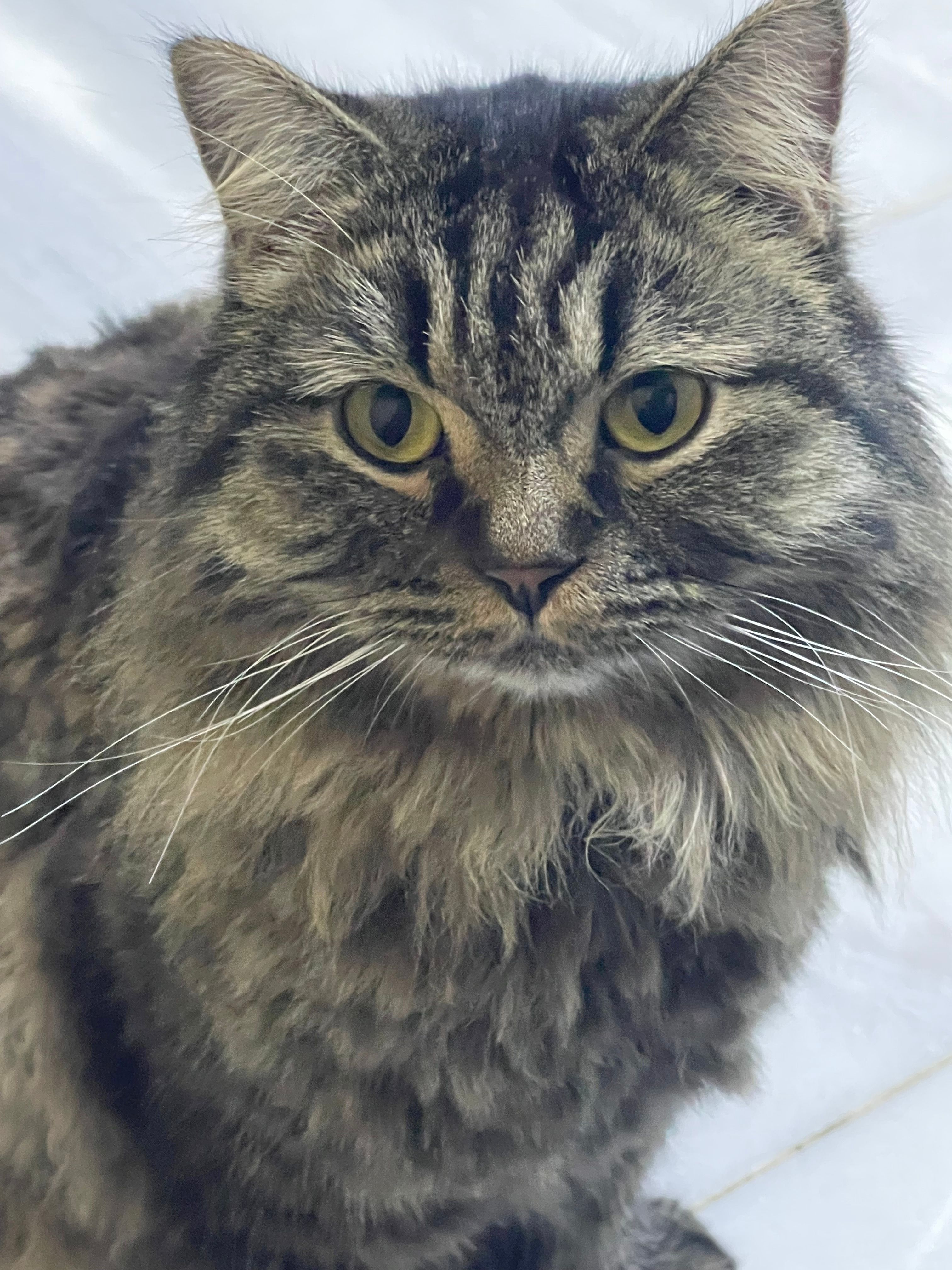 Riko  - جسر الامين, Baghdad