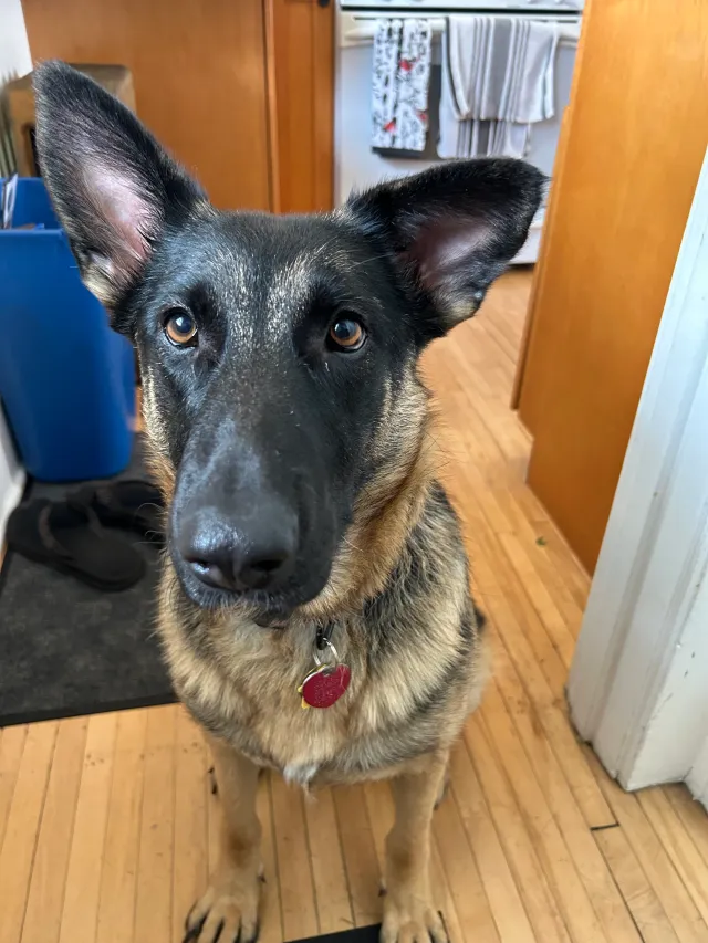 Roo - Jefferson Avenue, Saint Paul