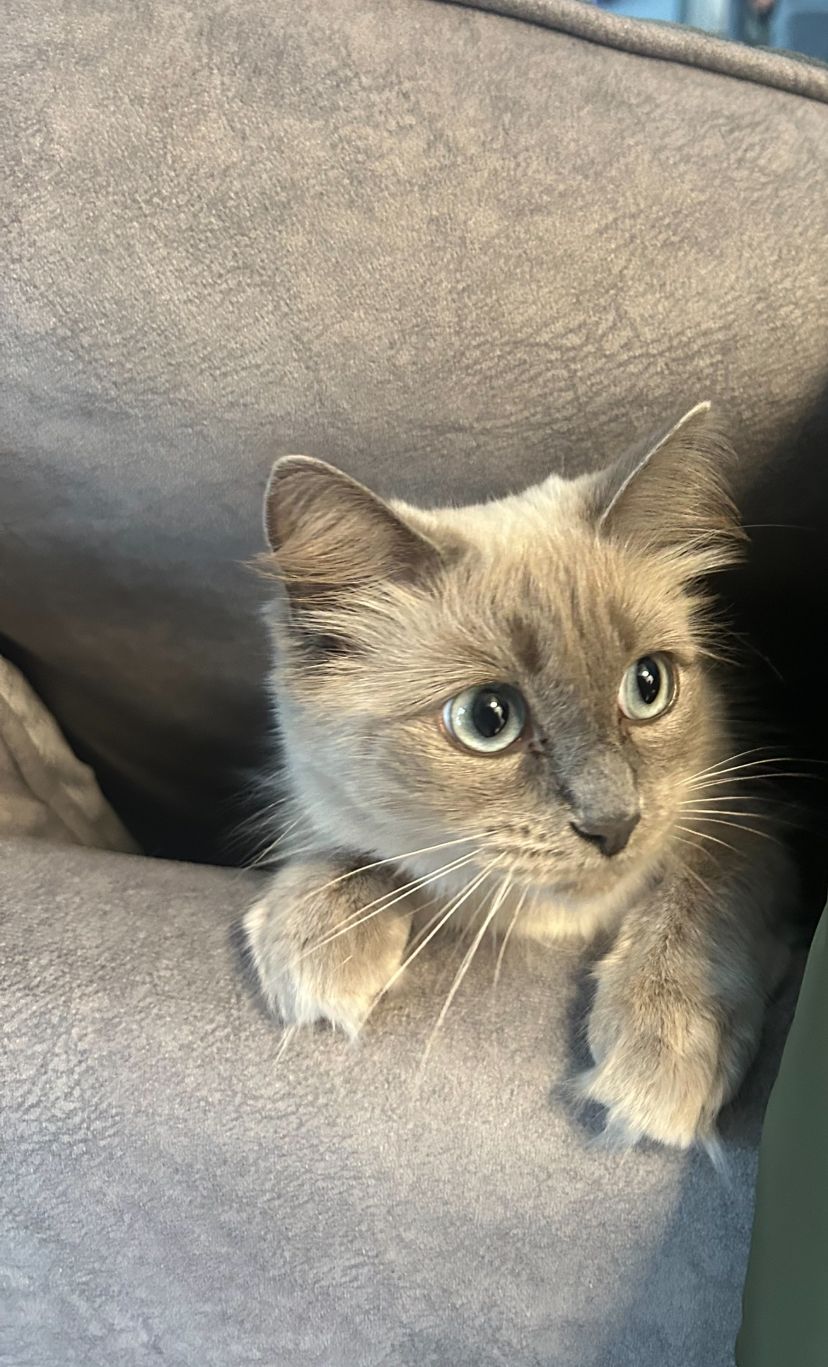 Lilly - Almond Road, Glasgow