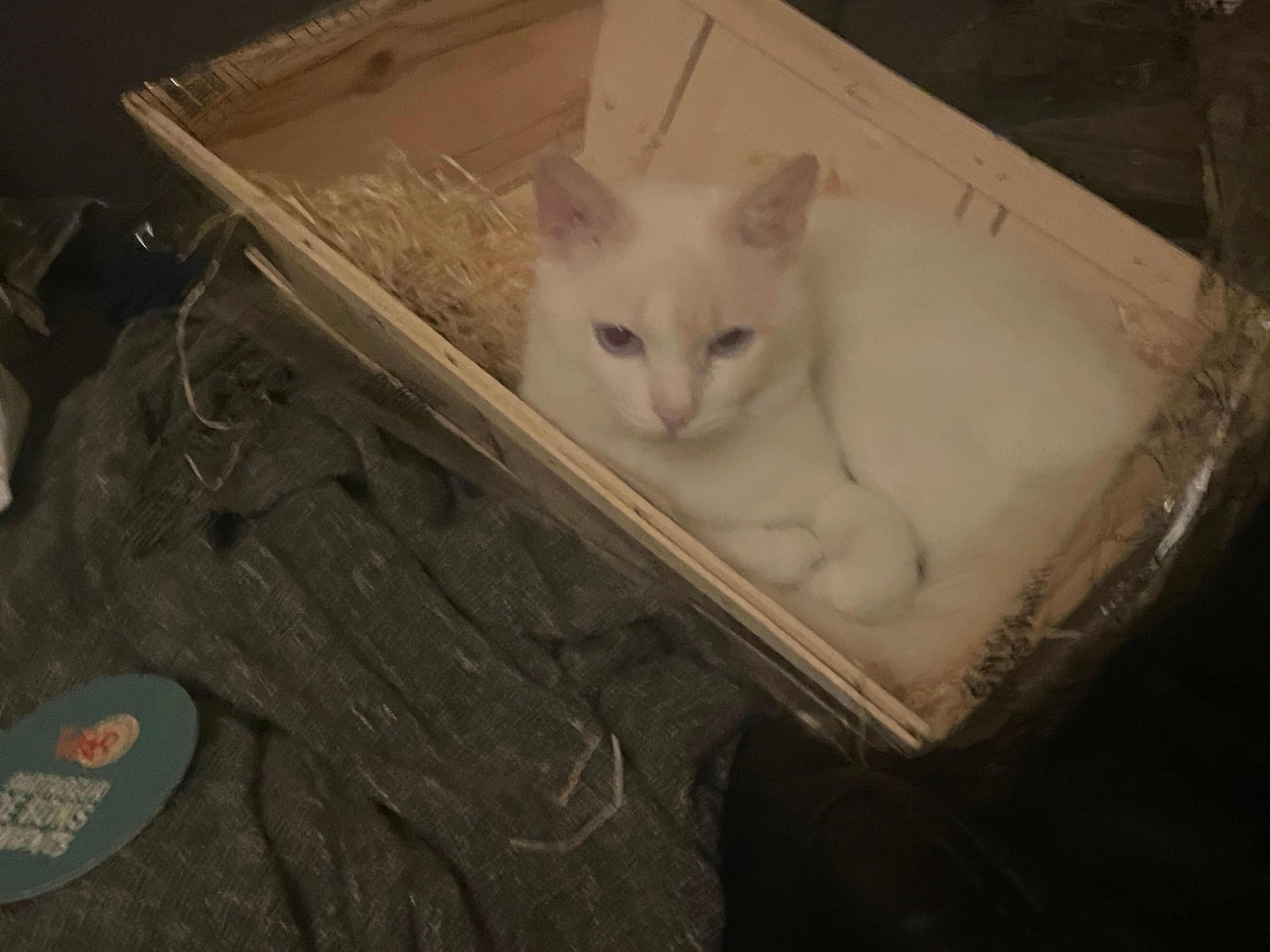 Thanatos  - 22B Rue Henri de Toulouse-Lautrec, Albi