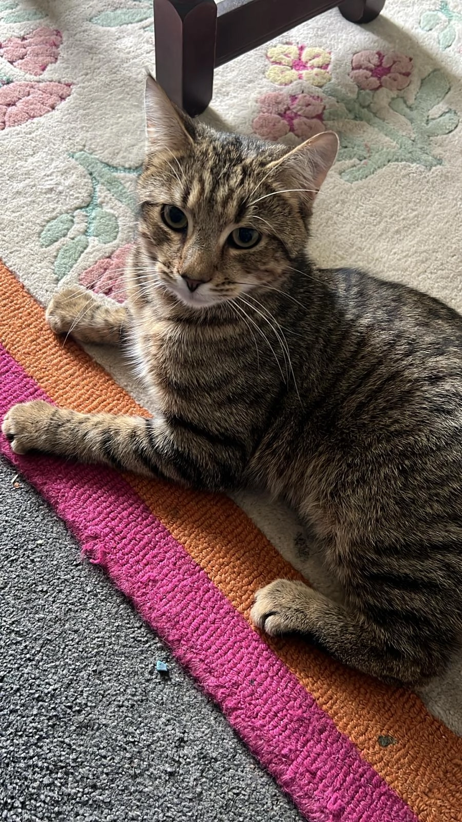 Claude - Derwent Gardens, Yeovil