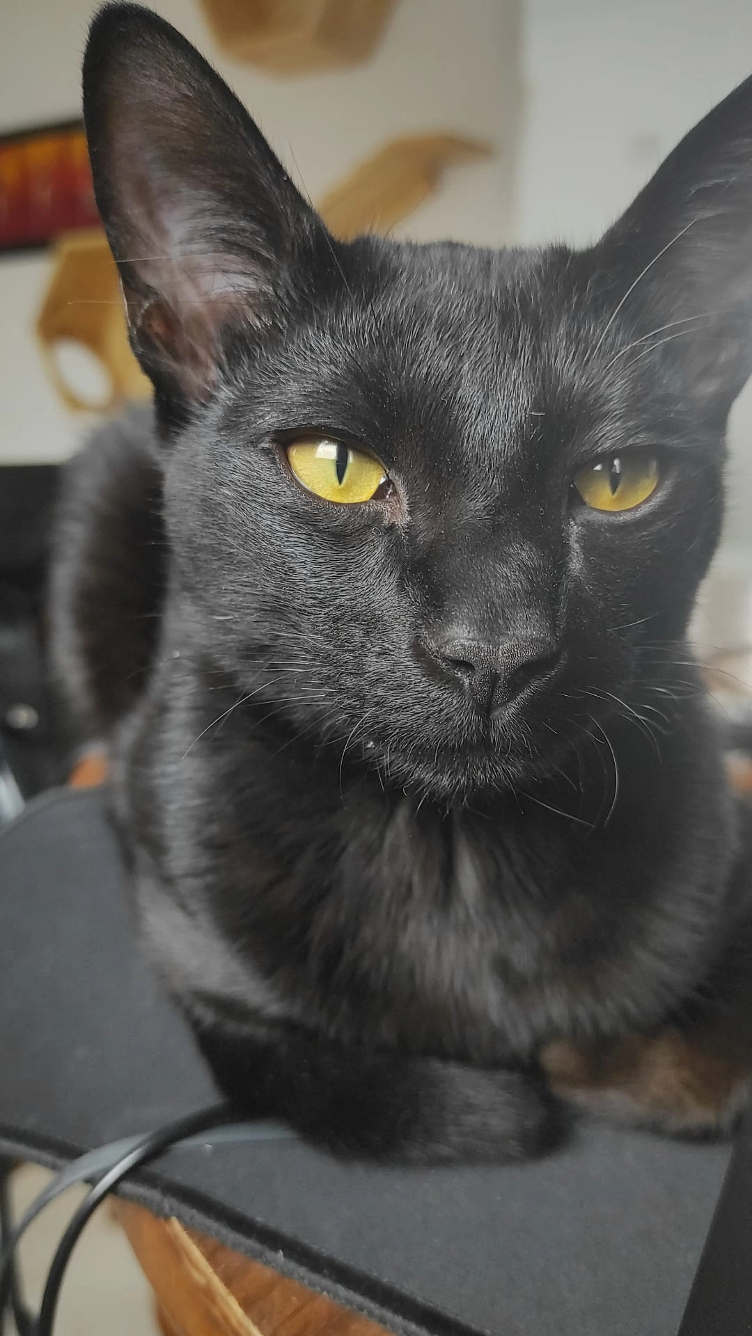 Rengar - Calle De Nazaret, Fuenlabrada