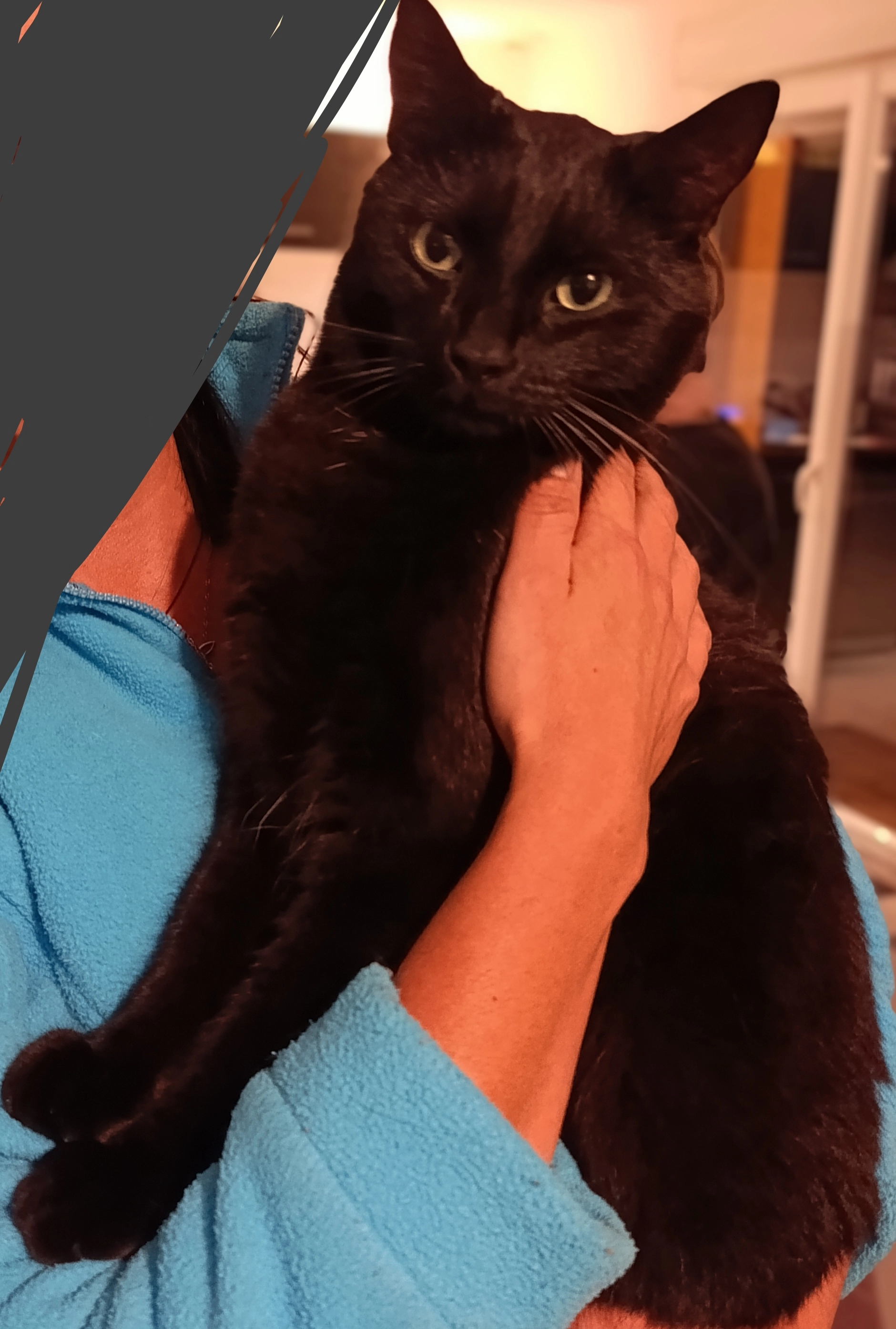 Cucule, Hercule  - Chemin de la Chopotte, Rambervillers