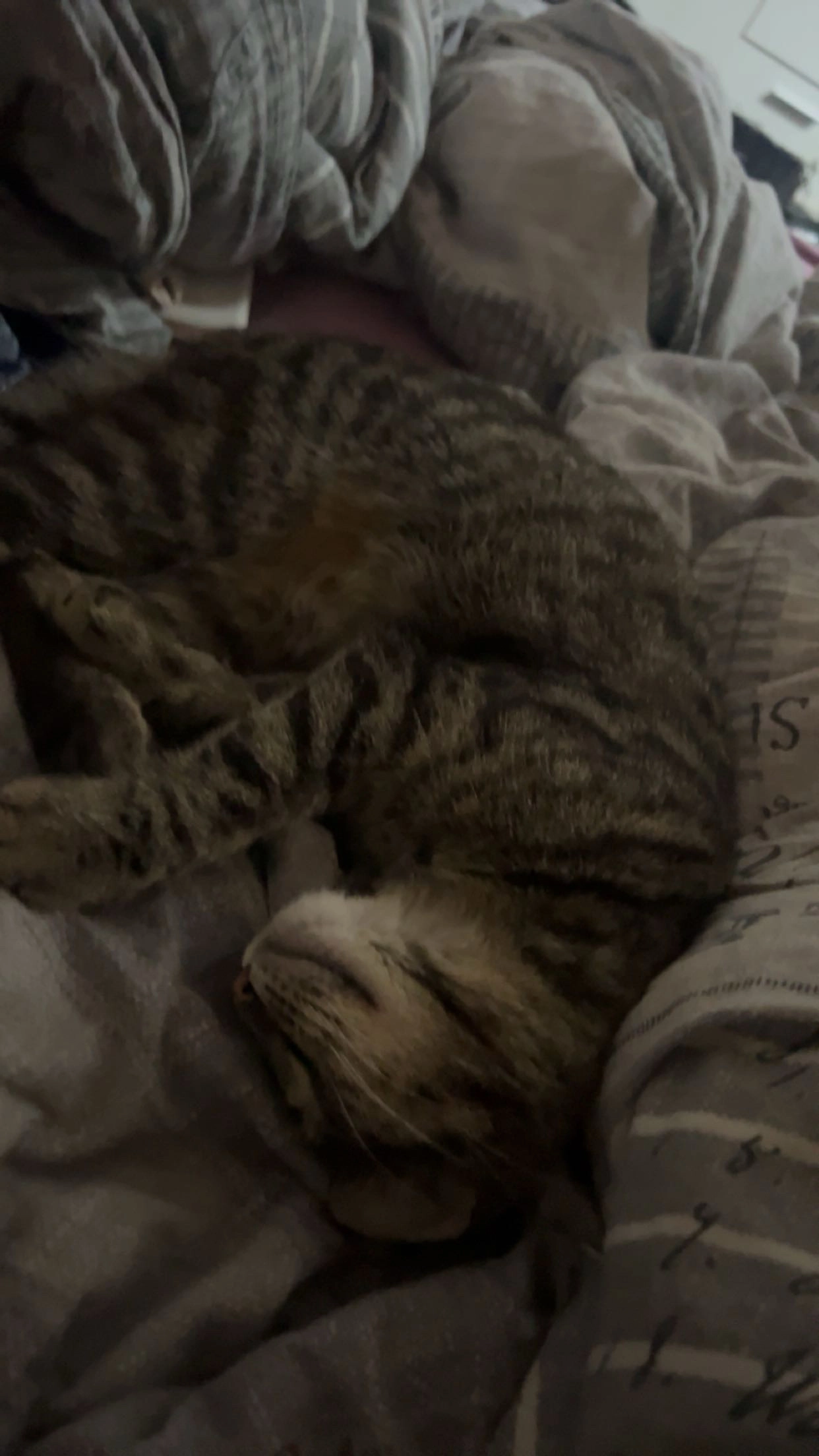 Mila  - Jägerstraße, Tangermünde