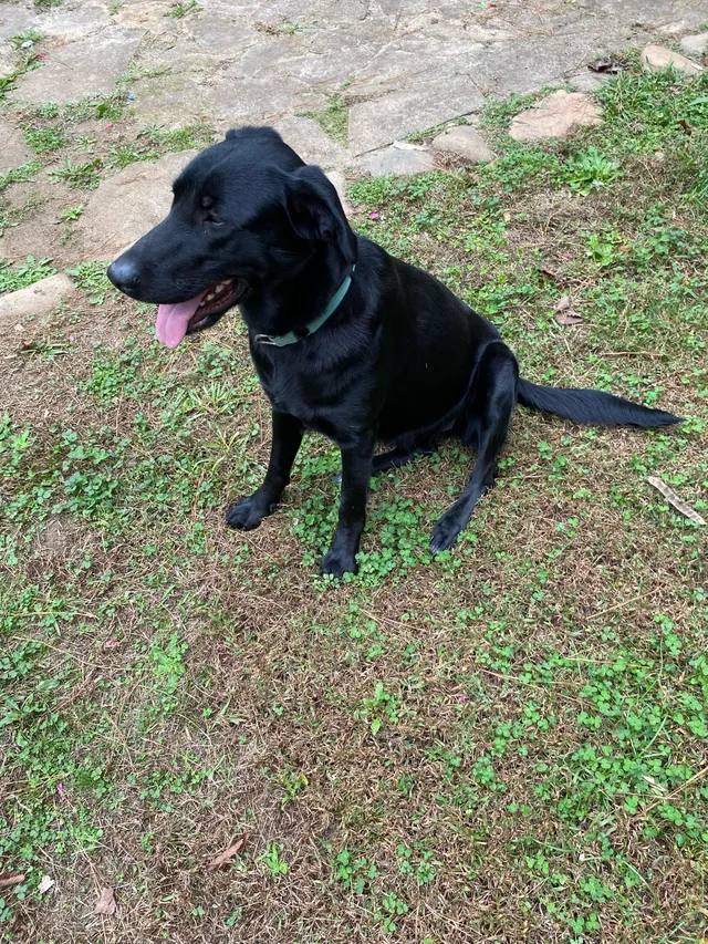Unknown we found dog - 5116 Gresham Rd, Douglasville