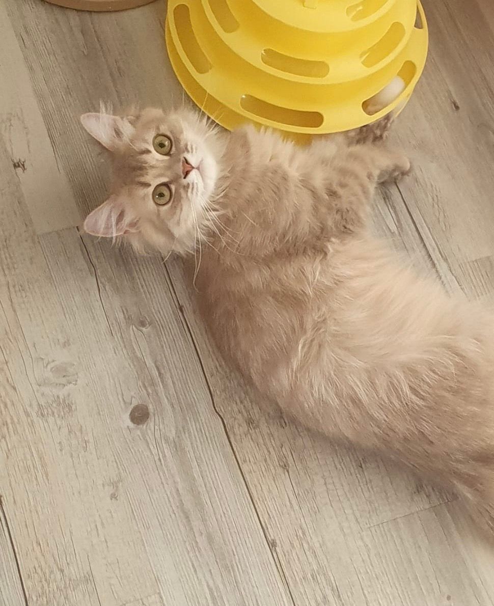 Grecy - Karl-Marx-Straße, Storkow