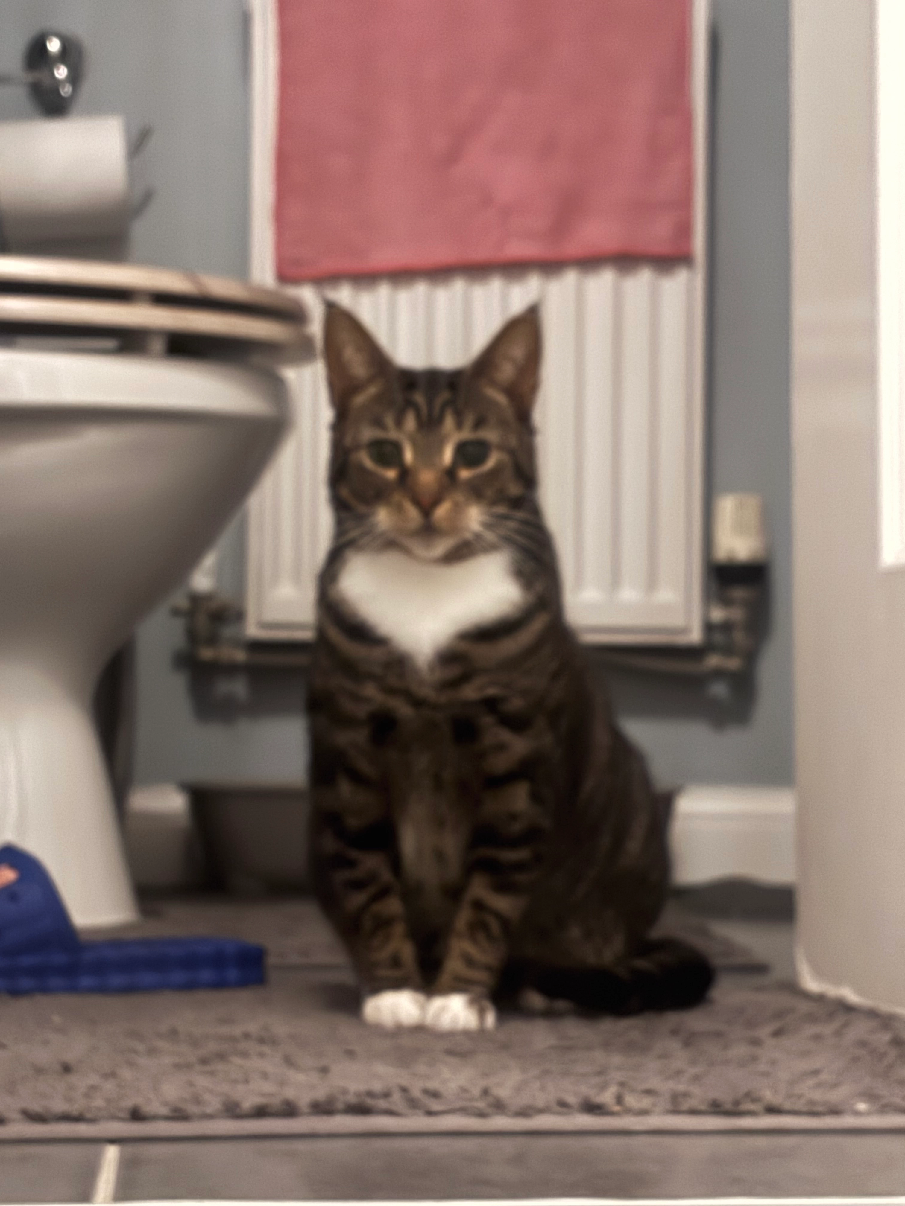 Kanxi - Lacock Gardens, Maidstone