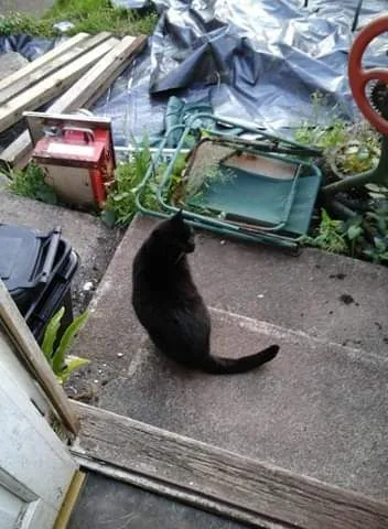 Razzy - Elizabeth Avenue, Brixham