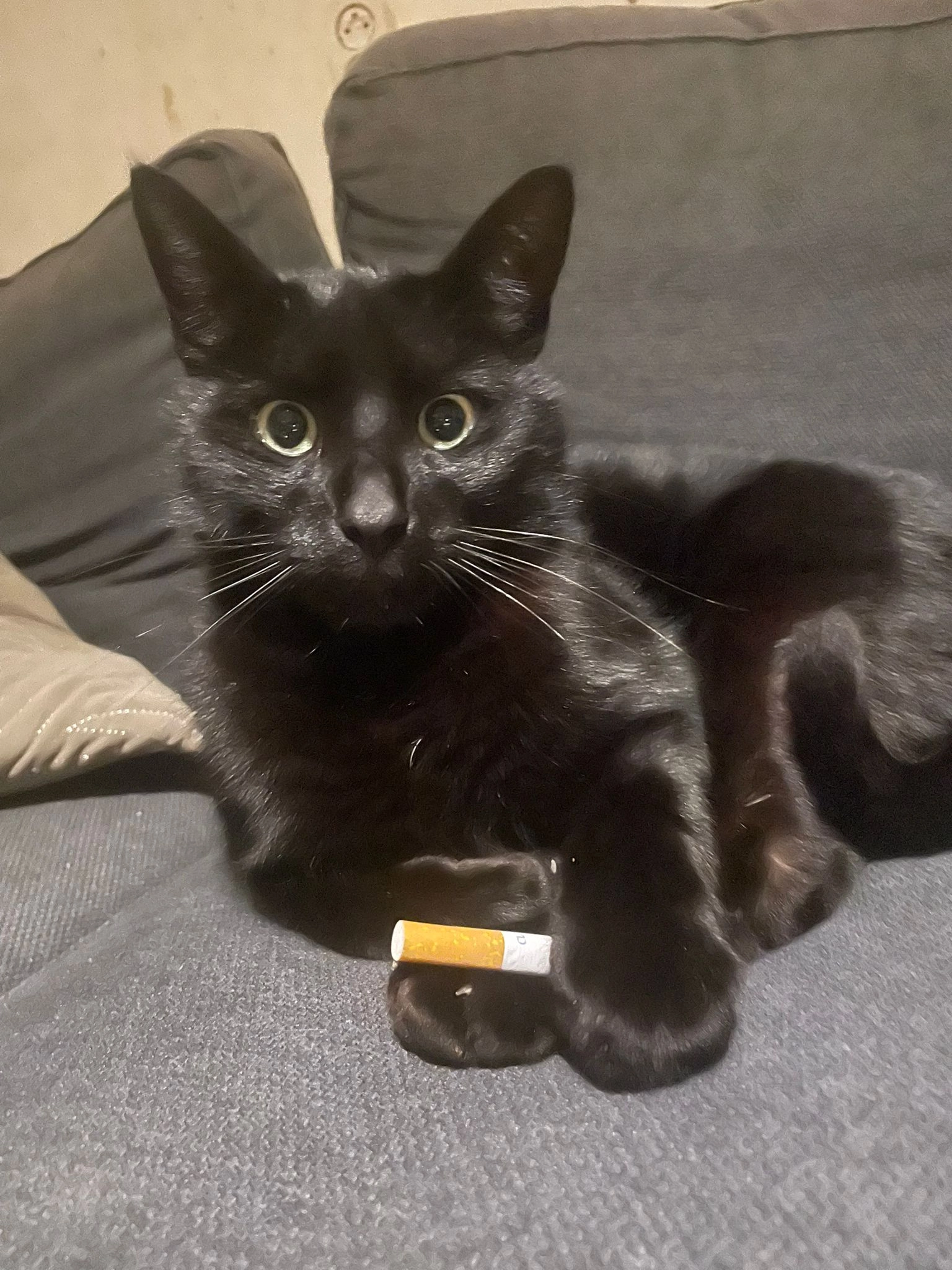 Felix  - Lousberglaan, Lievegem