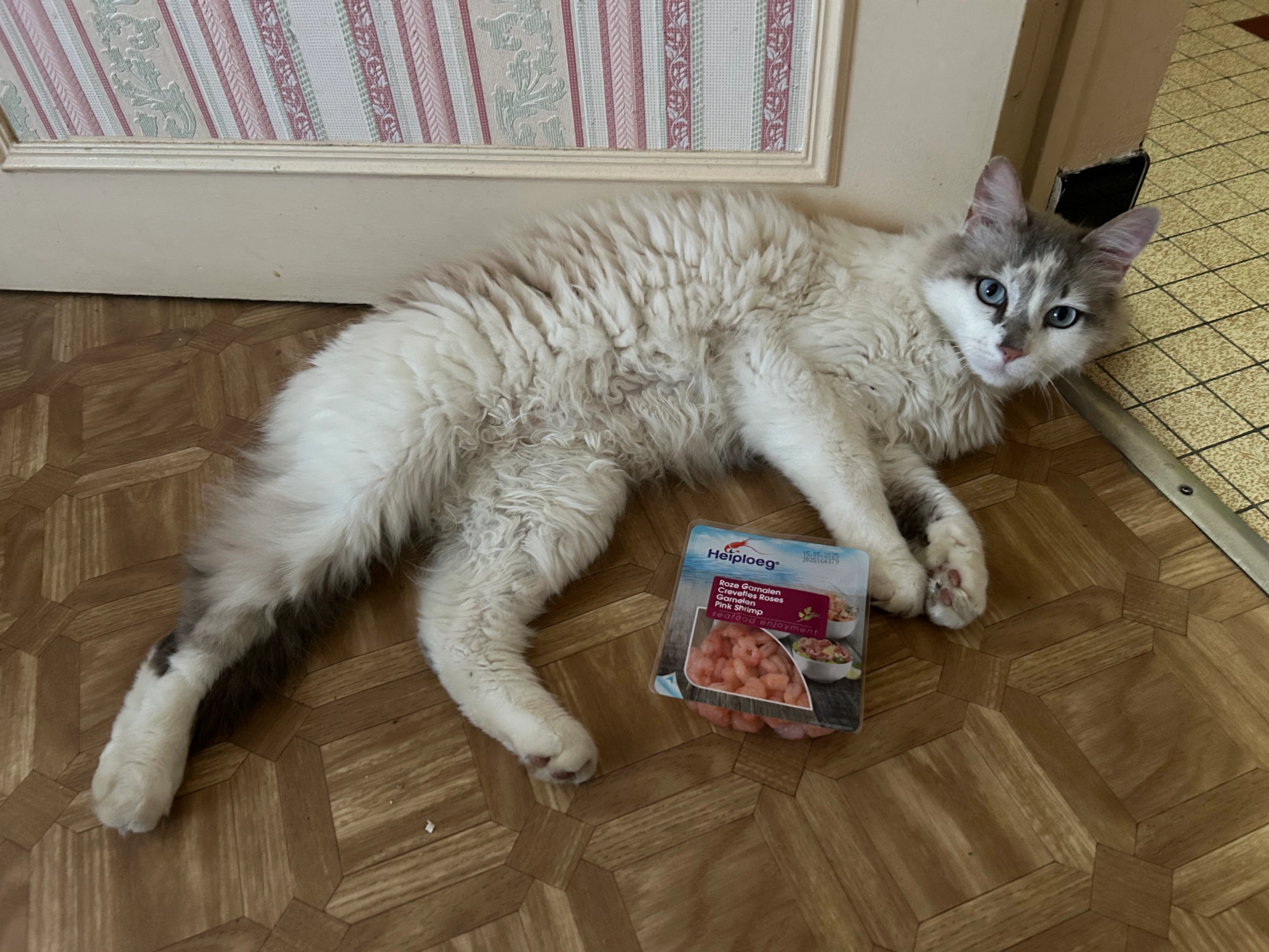 Simba - 814 Route de Peyrenègre, Sarlat-la-Canéda