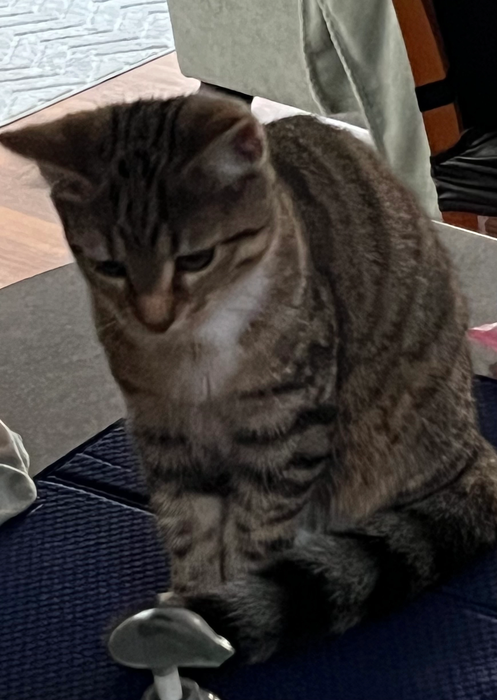 Nova - Craigiebuckler Drive, Aberdeen