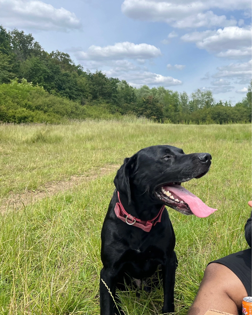 Onyx - Rue Gérard de Nerval, Villeneuve-Saint-Georges