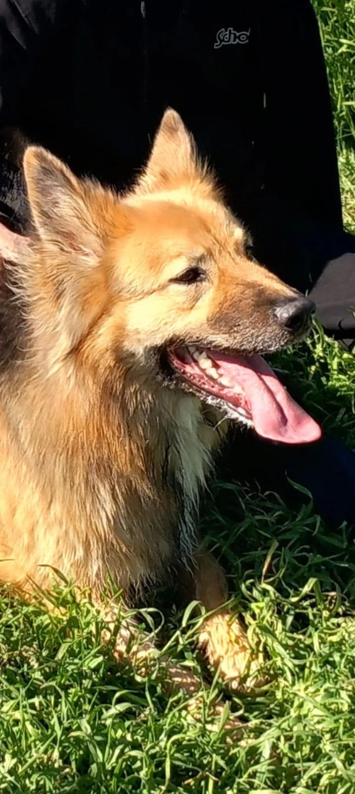 Shun - Quai de la Corderie, Lannion