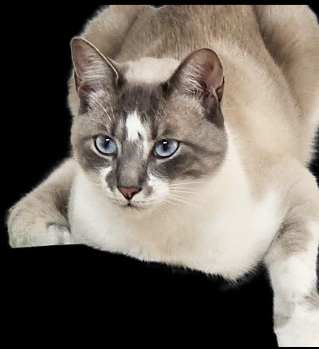 Lio - Calle Muérdago, Bétera