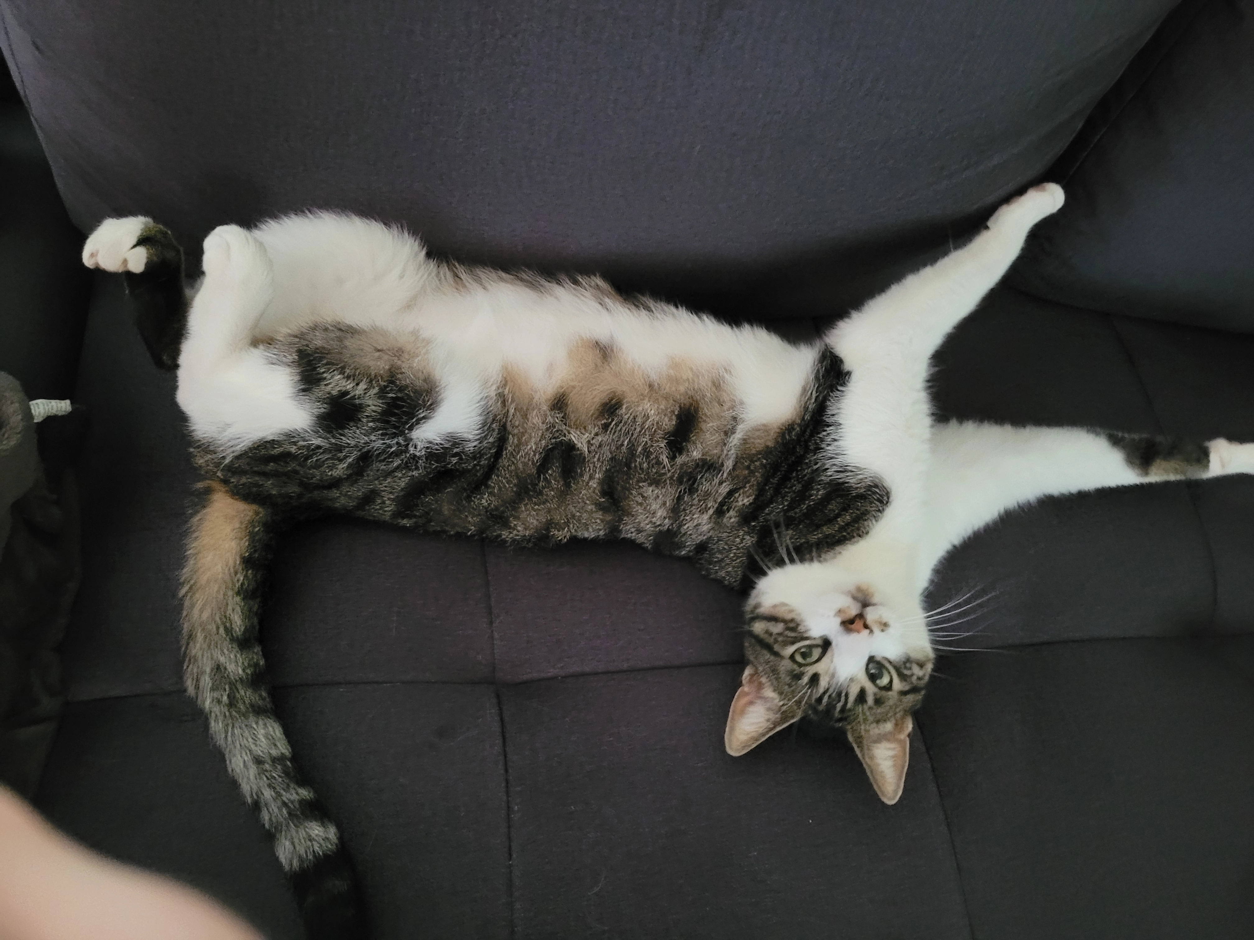 Winnie - Auricher Straße, Emden