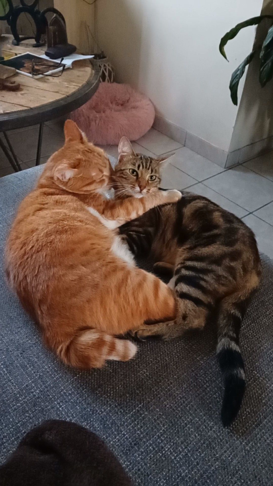 Tokyo - Les Babets, Dracé