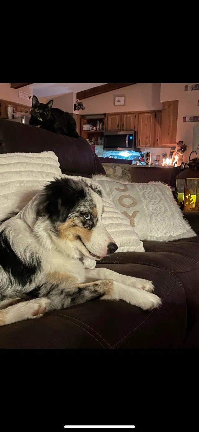 Koda - 1852 Travelers Palm Dr, Edgewater