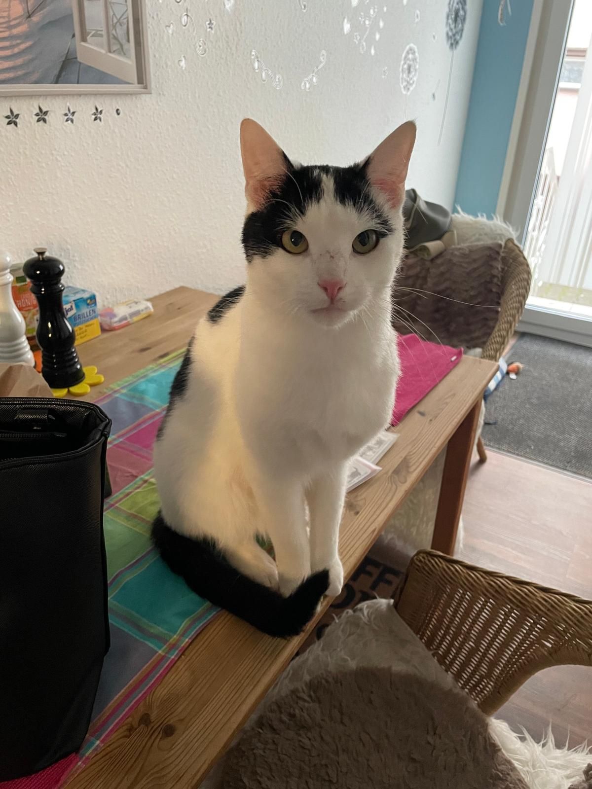 Jimmi  - Kommenturgasse, Hungen