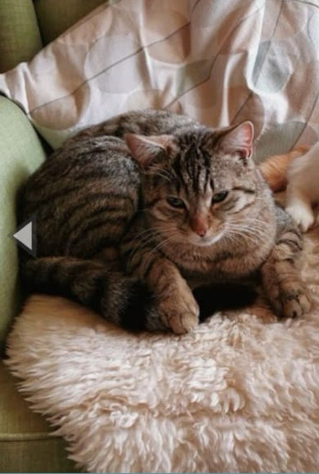 Nissi - Dorfstrasse 7, Gebenstorf