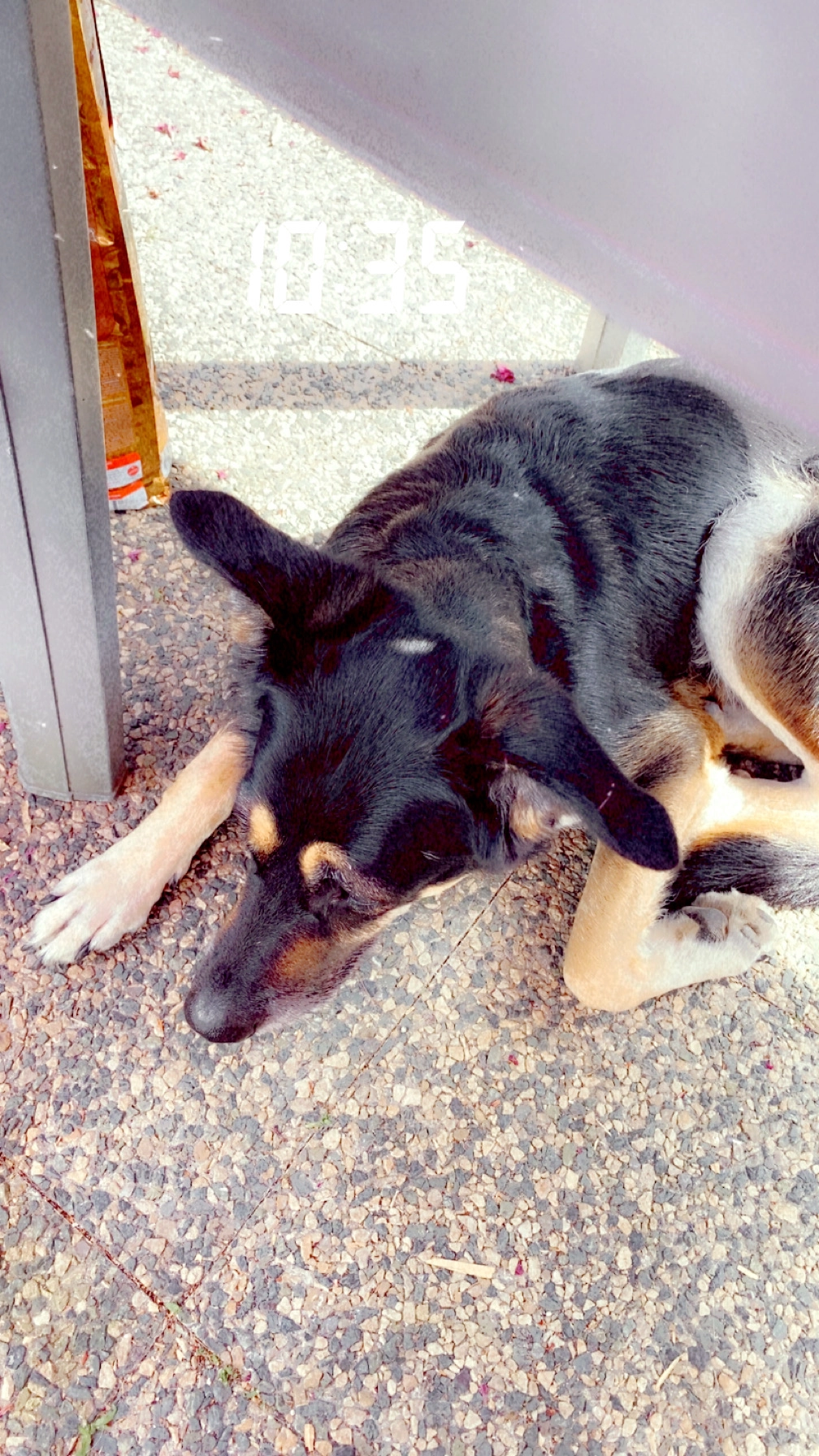 Mowgli - Rue du Maréchal Lyautey, La Roche-sur-Yon