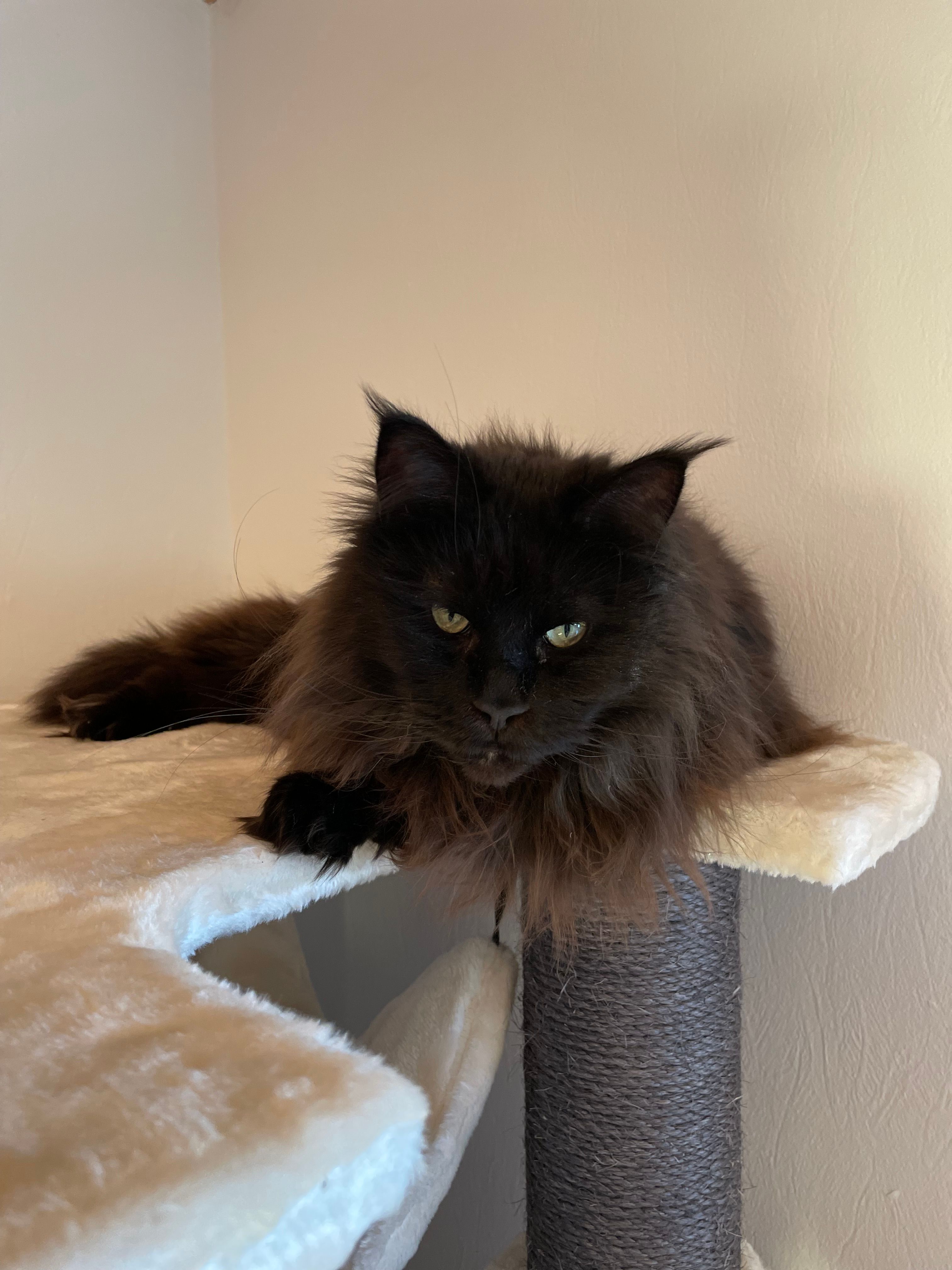 Nina - Kraunsdahl, Hambühren