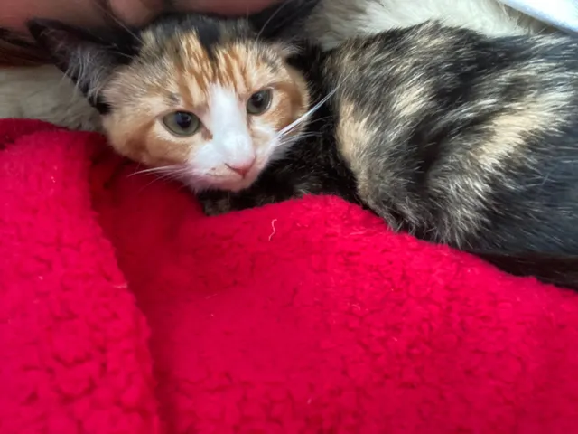 Biscuit/Cordelia - CB2 9, Cambridge