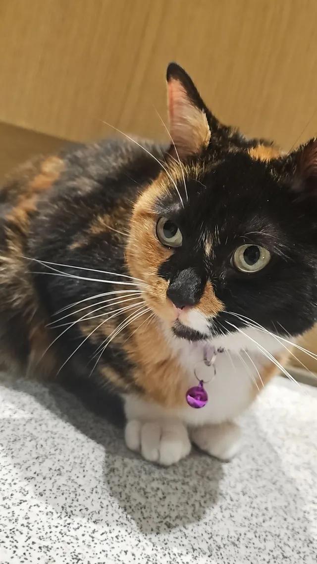 Cleo - Queensmead, Farnborough