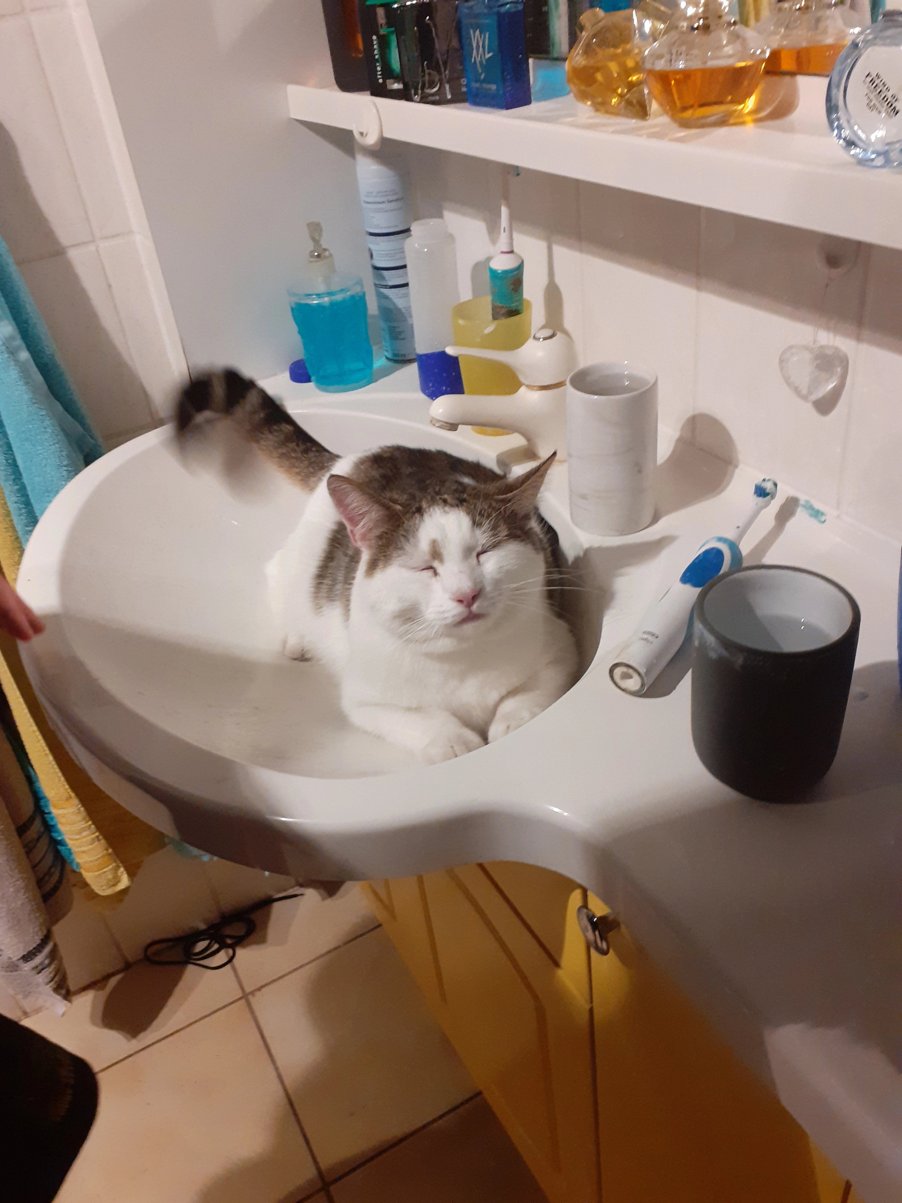 Strolch - Dresdner Straße, Coswig