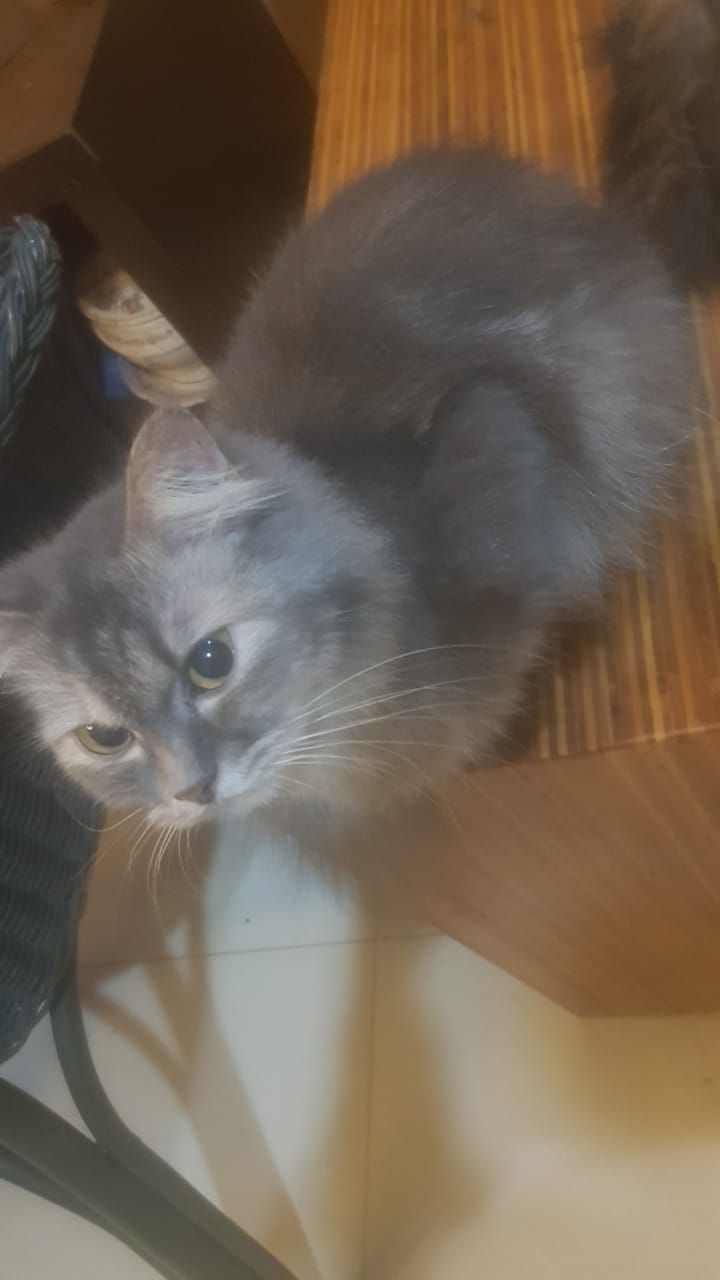 Nala , joyce and luna  - 70100, Seremban