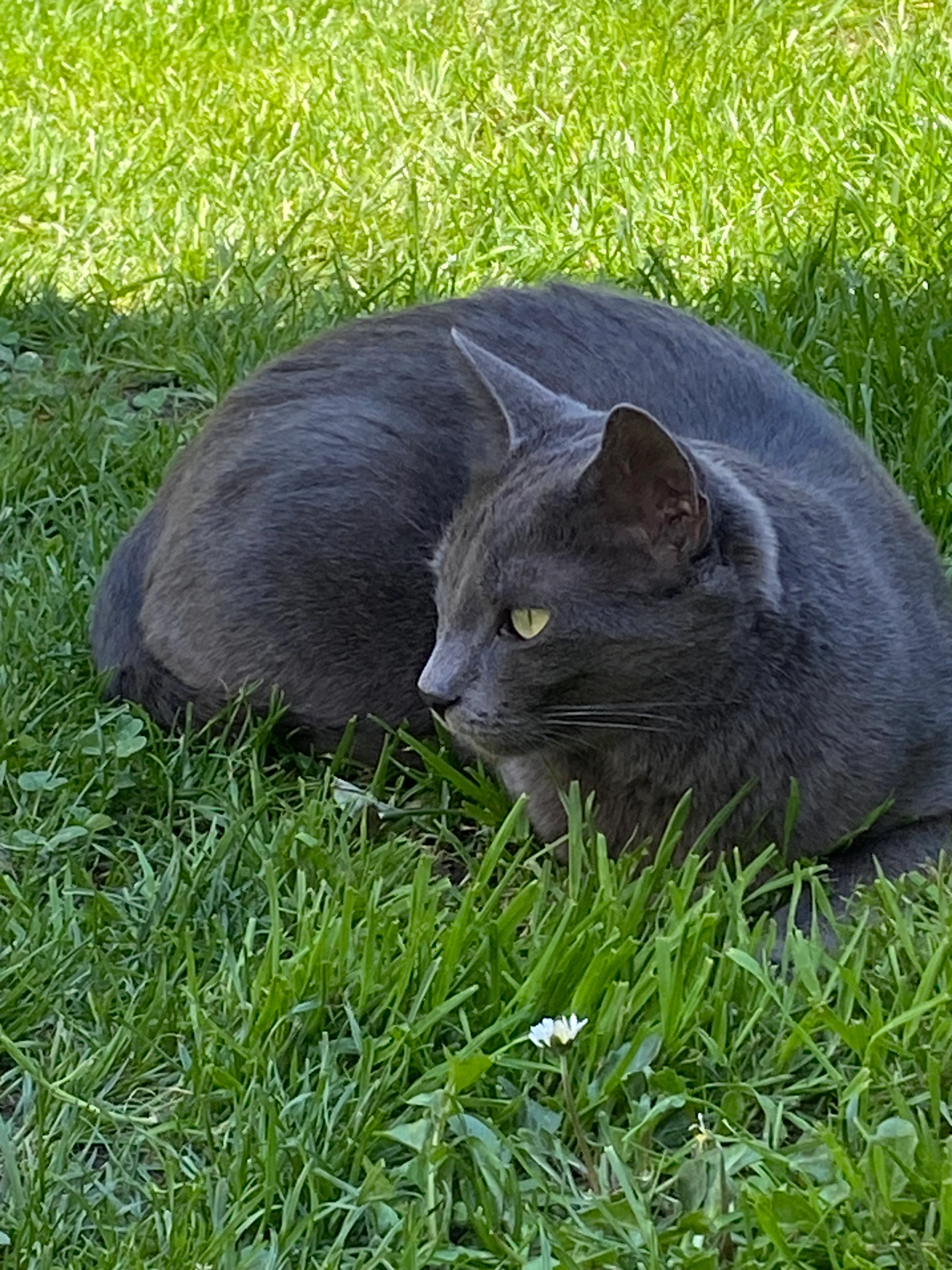 Nala  - Hölderlinstraße, Salach