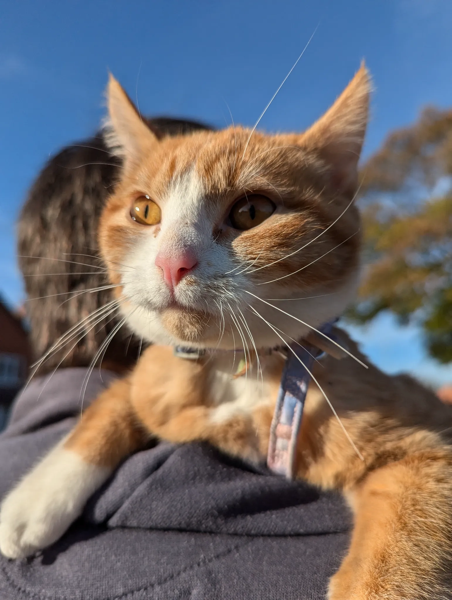 Pumpkin - Russell Street, Lincoln