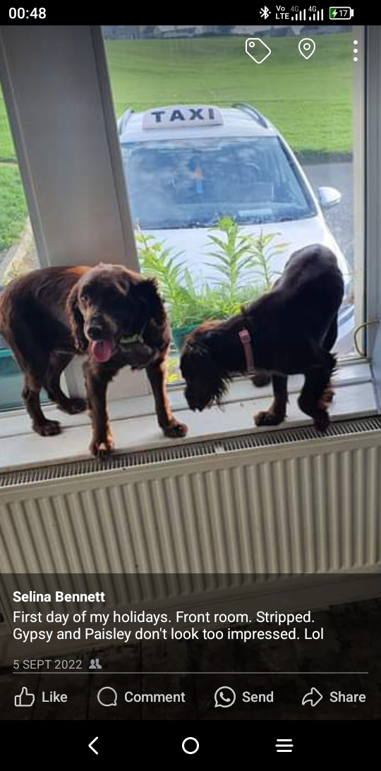 Paisley and gypsy  - Main Road, Workington