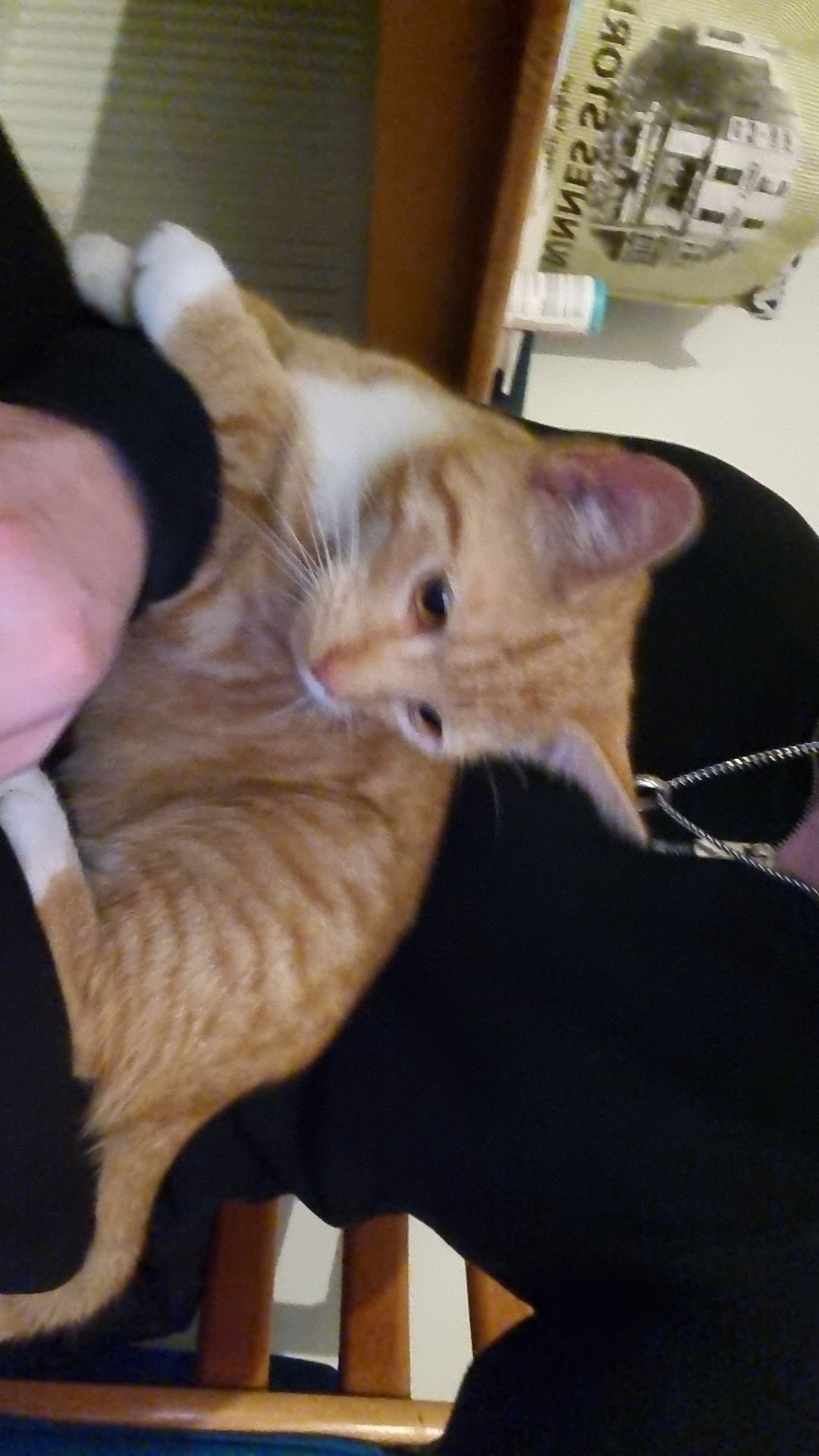 Jellybean  - Corrach Buí, Galway