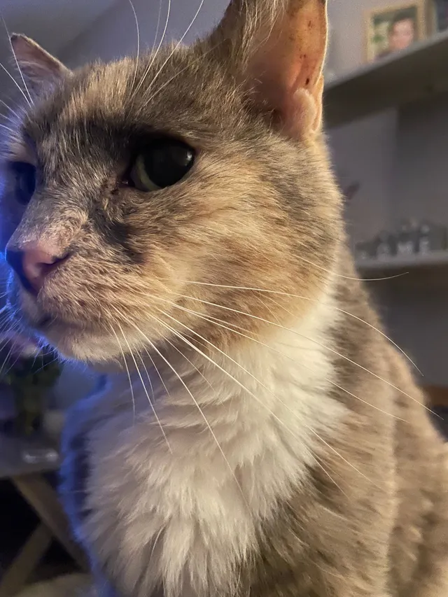 Millie  - Perryfields Road, Bromsgrove