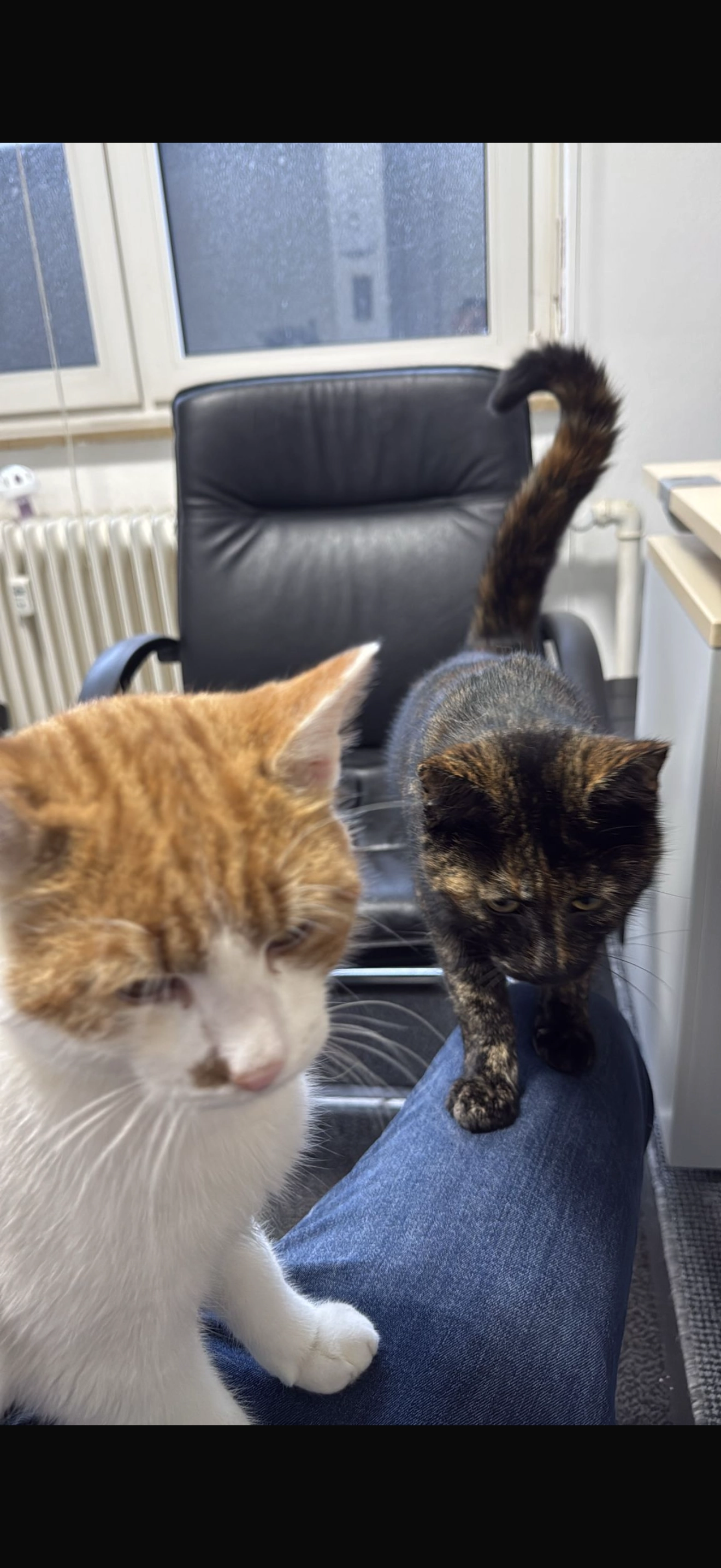 Spike - Auf Der Hub, Breitscheid