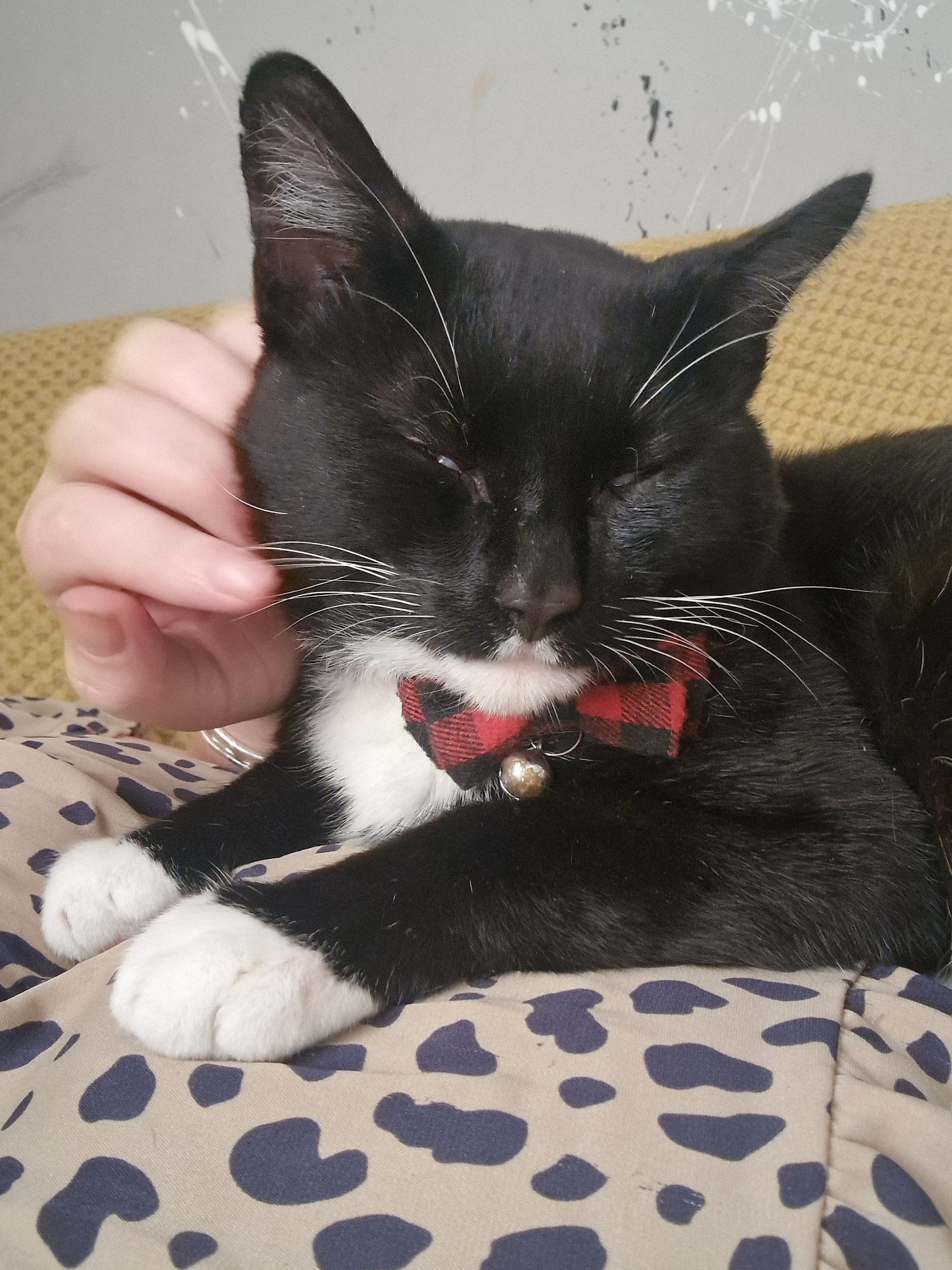 Reggie - 1 Stennack Gardens, Saint Ives