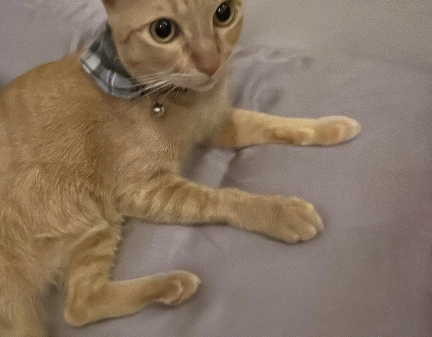 Ciaochi - 120802, Phnom Penh