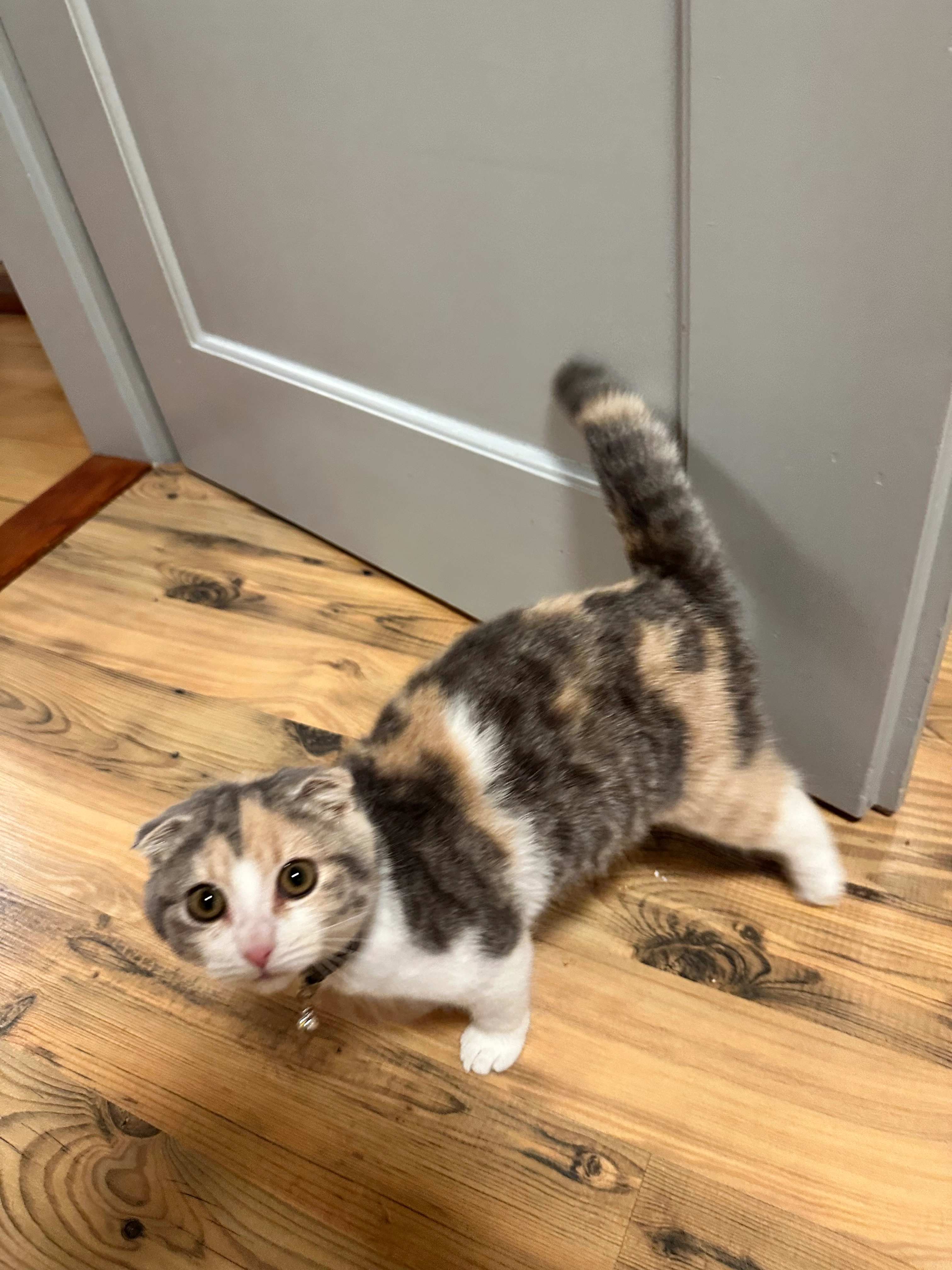 Frida  - Niederglatterstrasse, Niederhasli